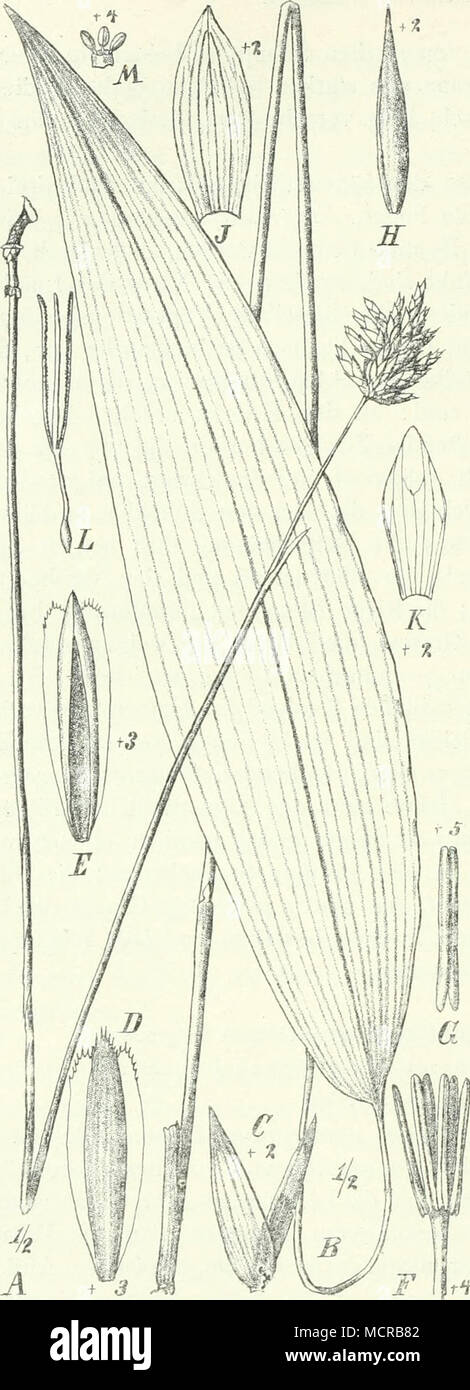 . Fig. 107. Puelia Schumanniana Pilger. A fertiler Halm; ^ steriler Halm; C Deck- und Vorspelze aus dem unteren Teil des Ährchens mit männlicher Blüte; D, E Vorspelze dieser Blüte von außen und von innen; F Staubblattröhre vor der definitiven Verlängerung; G Anthere; H Spitze des Ährchens mit zusammengerollter Deckspelze und Vorspelze der weiblichen Blüte; y Deckspelze; Ä'Vorspelze der weiblichen Endblüte; L Griffel mit 3 Narben; j1/die 3 Staminodien der wcibl. Blüte. Arten bekannt, die von Kamerun bis zum unteren Kongo reichen; G. dcnsi- flora Pilger wächst in Ka- merun nicht selten auf feuch Stock Photo