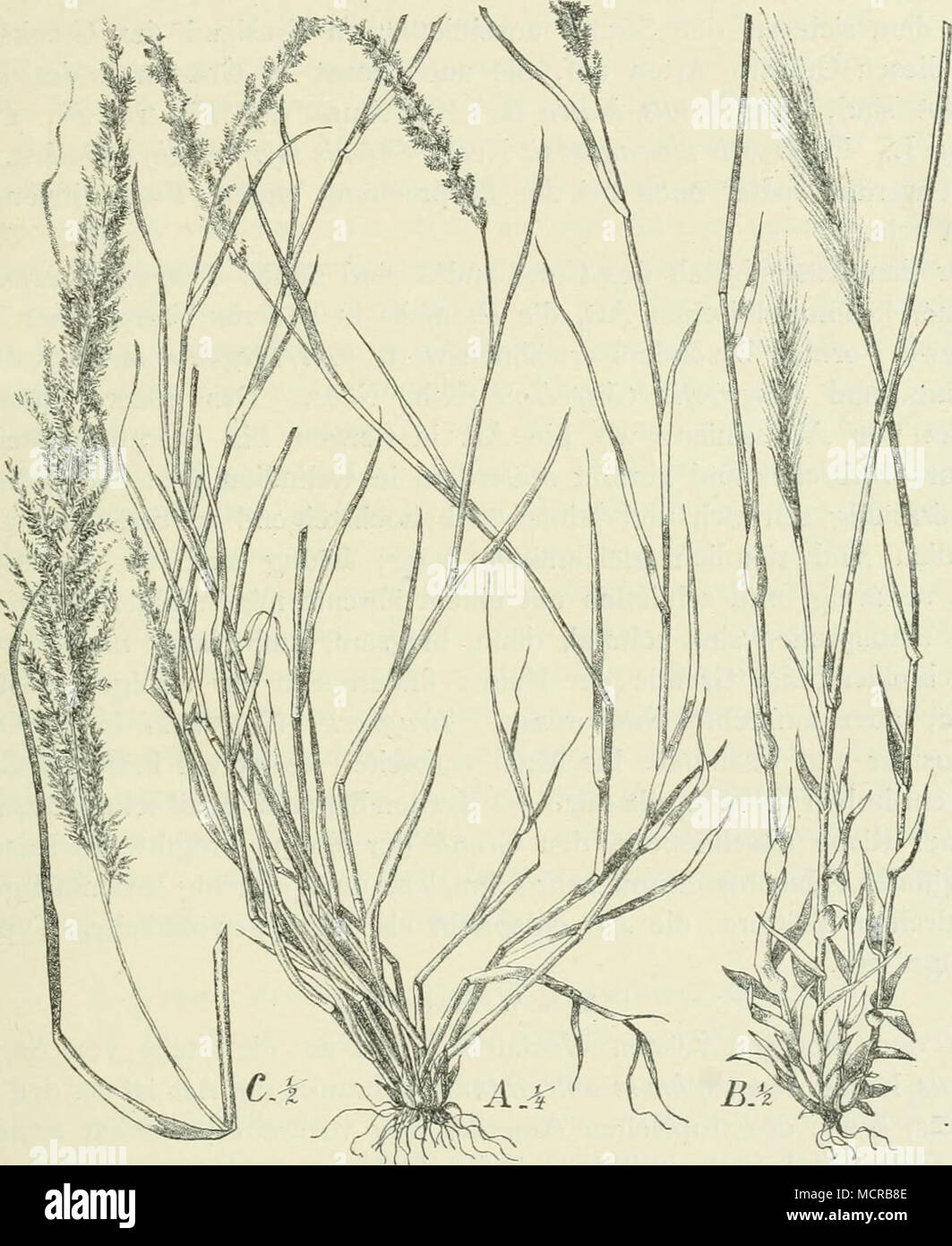 . Fig. io6. A Eragrostis ciliaris ;L.) Lk.; B Perotis indica (L.) K. Schum.; C Sporobolus indicus (L.) R. Br. Verbreitete Ruderalgräser des Küstenlandes von Ostafrika. Burm., eine in den Tropen der alten Welt weitverbreitete Art und das ost- afrikanische Paniami argyrotricJium Anderss. vergesellschaftet sind. Cynodon ist nicht auf die Küstenzone beschränkt, sondern auch im Inlande auf man- cherlei Formationen anzutreffen; es ist ein recht vielgestaltiges Gras, das nicht nur in der Länge und Breite der Blätter stark variiert, sondern auch in der Ausgestaltung der Ausläufer und der niederliegend Stock Photo