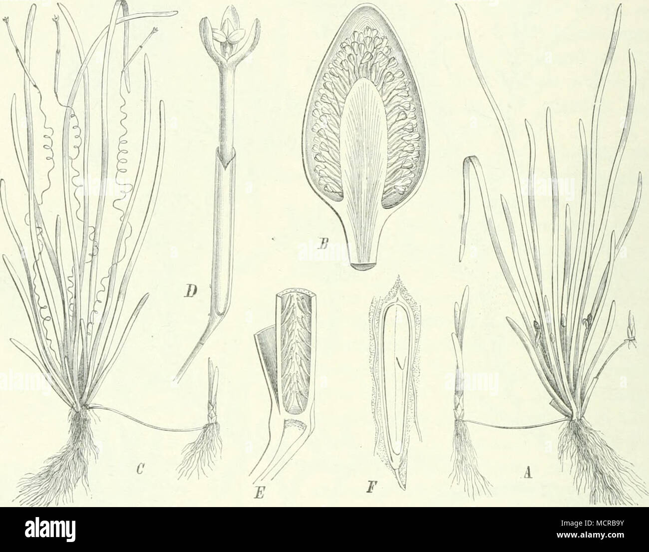 . Fig. 98. Vallisneria spiralis I.. A männliche Pflanze; B Spatha mit den männlichen C weibliche Pflanze; D Spatha mit weiblicher Blüte; E Längsschnitt durch den unteren Fruchtknotens; F Längsschnitt durch den Samen. Blüten; Teil des Art, kennen wir von Abyssinien; hier kommt auch im Zana-See 0. abyssinica (Ridley) Gurke vor. 0. ScJizveinfurthii Gurke mit 2 dm langen lanzettlichen Blättern und weißen Blüten scheint ziemlich verbreitet im Monbuttuland zu sein, die gelbblühende 0. RolirbacJiiana Aschers, et Gurke mit 6—7 dm langen Blättern in Tümpeln am Gazellenfluß. Große schmallanzettliche und Stock Photo