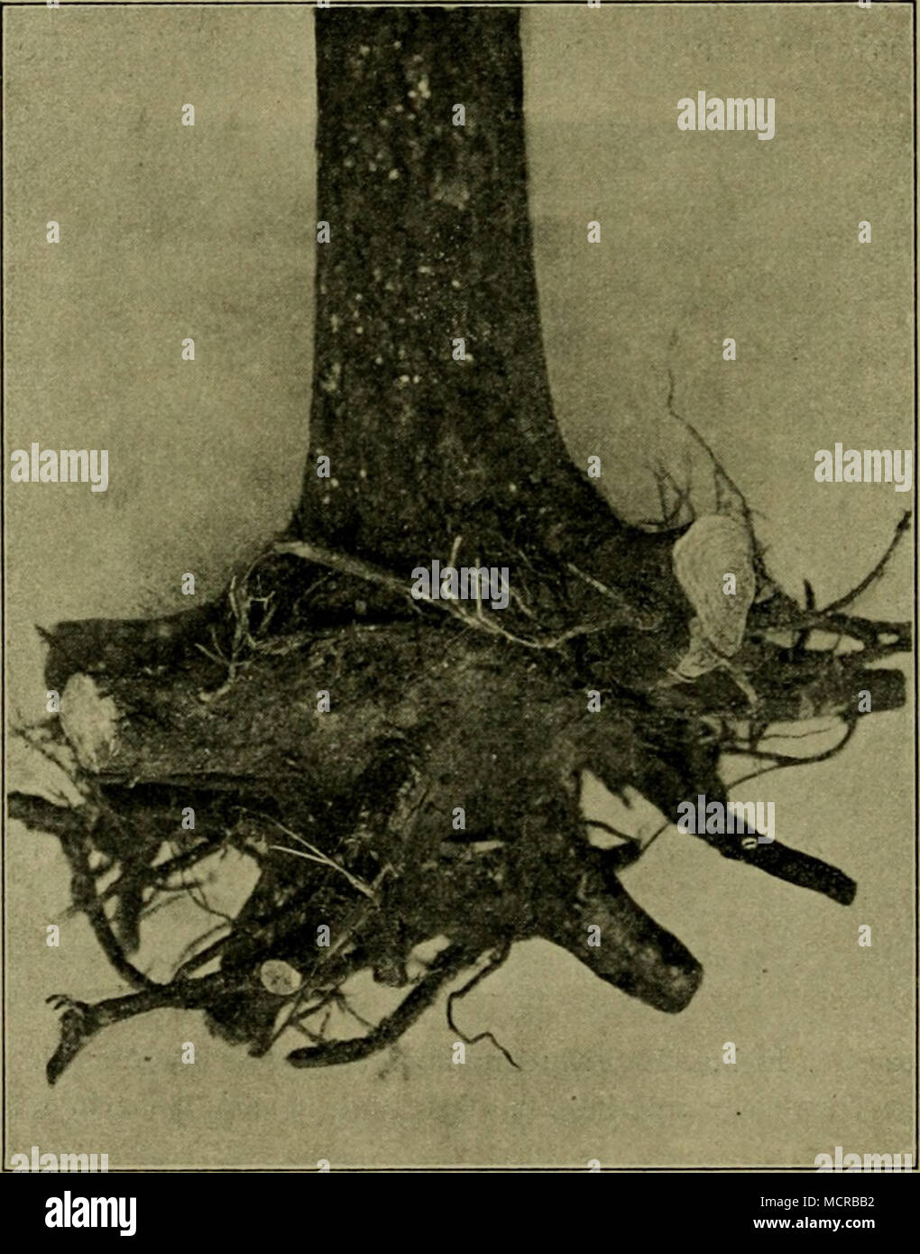 . Fig- 94- Pinus silvestris. Kiefer, auf Boden, der mit Rohhumus und Moos bedeckt ist, fiachwurzelnd, untere Wurzeln abgestorben. Verkl. (Orig.; B. Stange phot.: dünne, in besonders ausgeprägten Fällen eine nur einige (2 bis 3) cm starke. Gewisse NahrungsstofFe werden dadurch selbstredend eher resp. mehr fehlen, als vorher, und da jede Pflanze auch die übrigen Nährstoffe nur in dem Maße verwerten kann, in dem der am wenigsten vorhandene ihr zur Verfügung steht, kann dies sehr ein- schneidend wirken. — Die Verlegung aller Wurzeln in eine flache Schicht hat dann eine sehr lebhafte Wurzelkonkurre Stock Photo