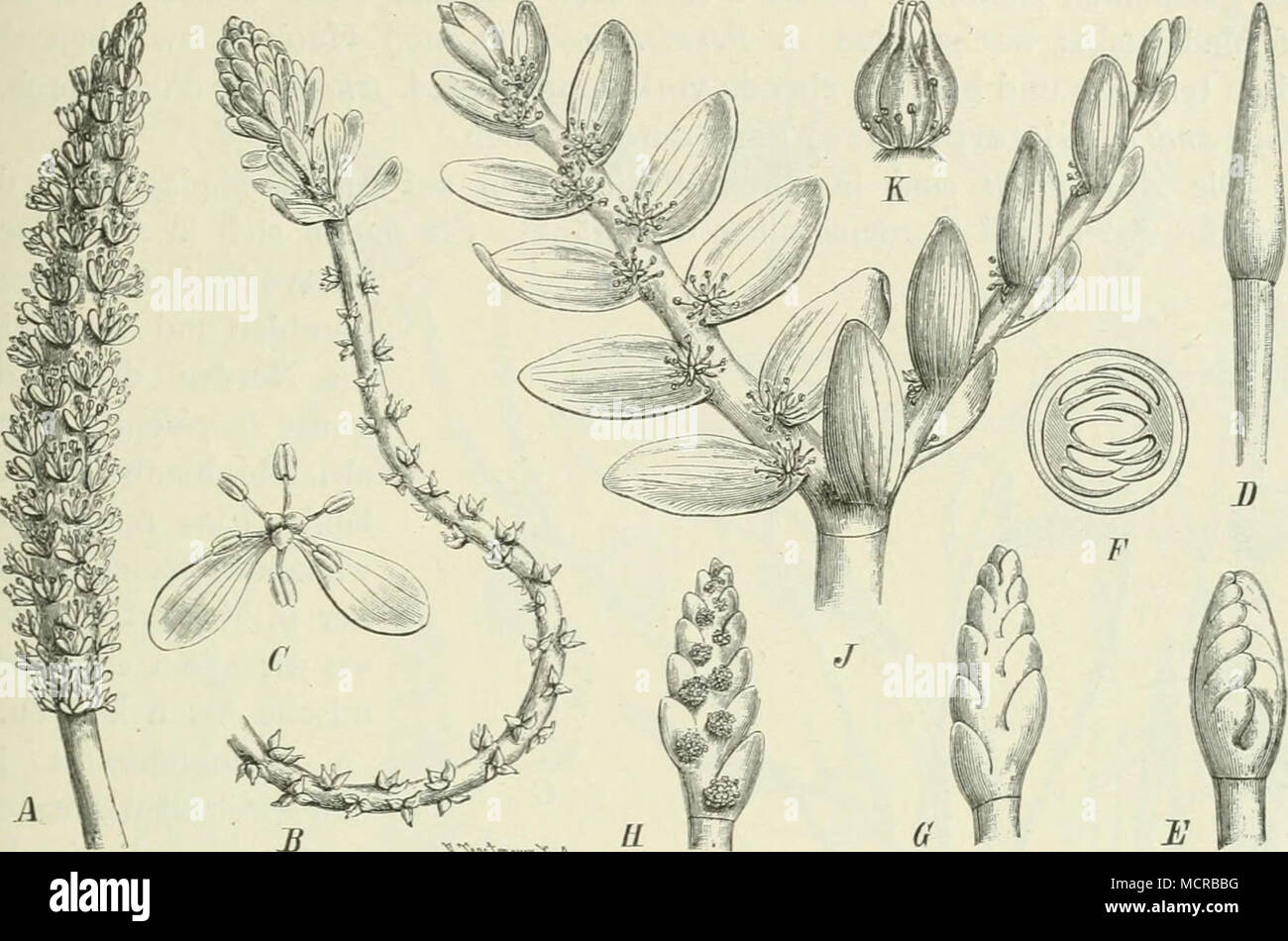 . Fig. 88. A Aponogeton natans (L.) Engl, et Krause. (Vorderindien bis Australien.) B A. crispus Thunb. (Ceylon), ein Blütenstand, von dessen unteren Bl. die Blhbl. abgefallen sind; C einzelne Bl. derselben Art (nach Edgeworth). D—K K. distachyus L. f. (S.-W. Kapland). D Blüten- stand von dem Scbeidenb. umhüllt; E derselbe nach Entfernung des Scheidenb.; F Querschnitt durch den von dem Scheidenb. umhüllten Blütenstand, zeigt die Deckung der zu den einzelnen Bl. gehörigen Blumenb.; G Schenkel des Blütenstandes von der Rückseite; H derselbe von der Vorderseite; J der ganze Blütenstand geöffnet,  Stock Photo