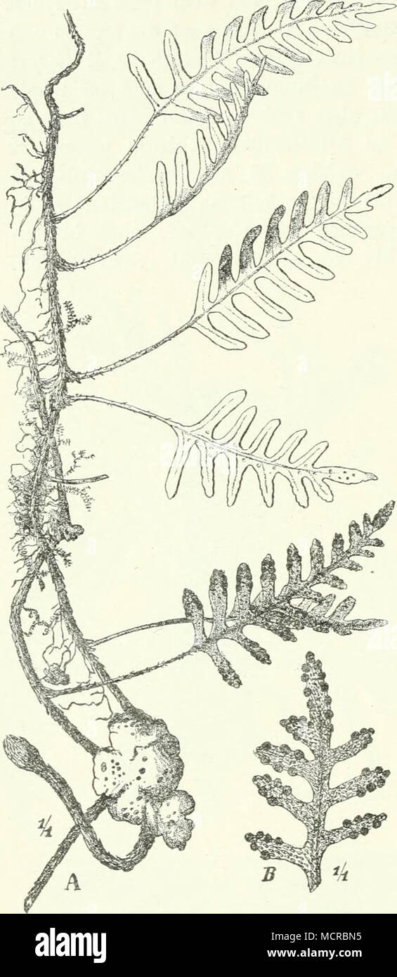 . Fig. 51. Lepicysds polypodioides (L.) Hitchc. var. Ecklonii (Kze.), Sambesia. Rhizom mit Flechten und Moosen. Stock Photo