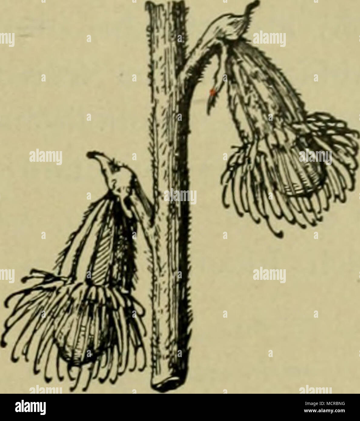 . Fig. 37. Agrimonia eupatoria Odermennig. Früchte. (Aus Schmeil.) Wolfsmilch Euphorbia cyparissias zu nennen. Neben der oben- genannten Käsepappel Malva neglecta sind auch einige andere größerblühende Arten der Gattung häufig, mit ihnen wächst oft das Johanniskraut Hypericum perforatum. Eine Reihe von Doldengewächsen sind auch stets an den Wegrändern zu finden, so der Ziegenfuß Aegopodium podagraria, der Kümmel Carum carvi, die Hundspetersilie Aethusa cynapium (Fig. 29), die Pastinak- rübe Pastinaca sativa, Bärenklau Heracleum sphondylium, die Mohrrübe Daucus carota, der Kälberkropf Anthriscu Stock Photo