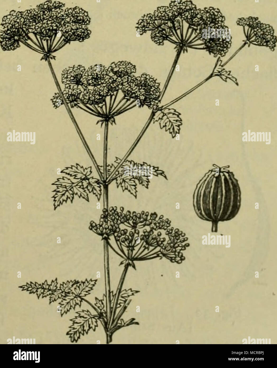 . Fic 29. Aethusa cynapium. Hundspetersilie. (Aus Schmeil.) Flg. 30. Conium maculatum. Gefleckter Schierling. Verkl. (Aus Schmeil.) Stock Photo