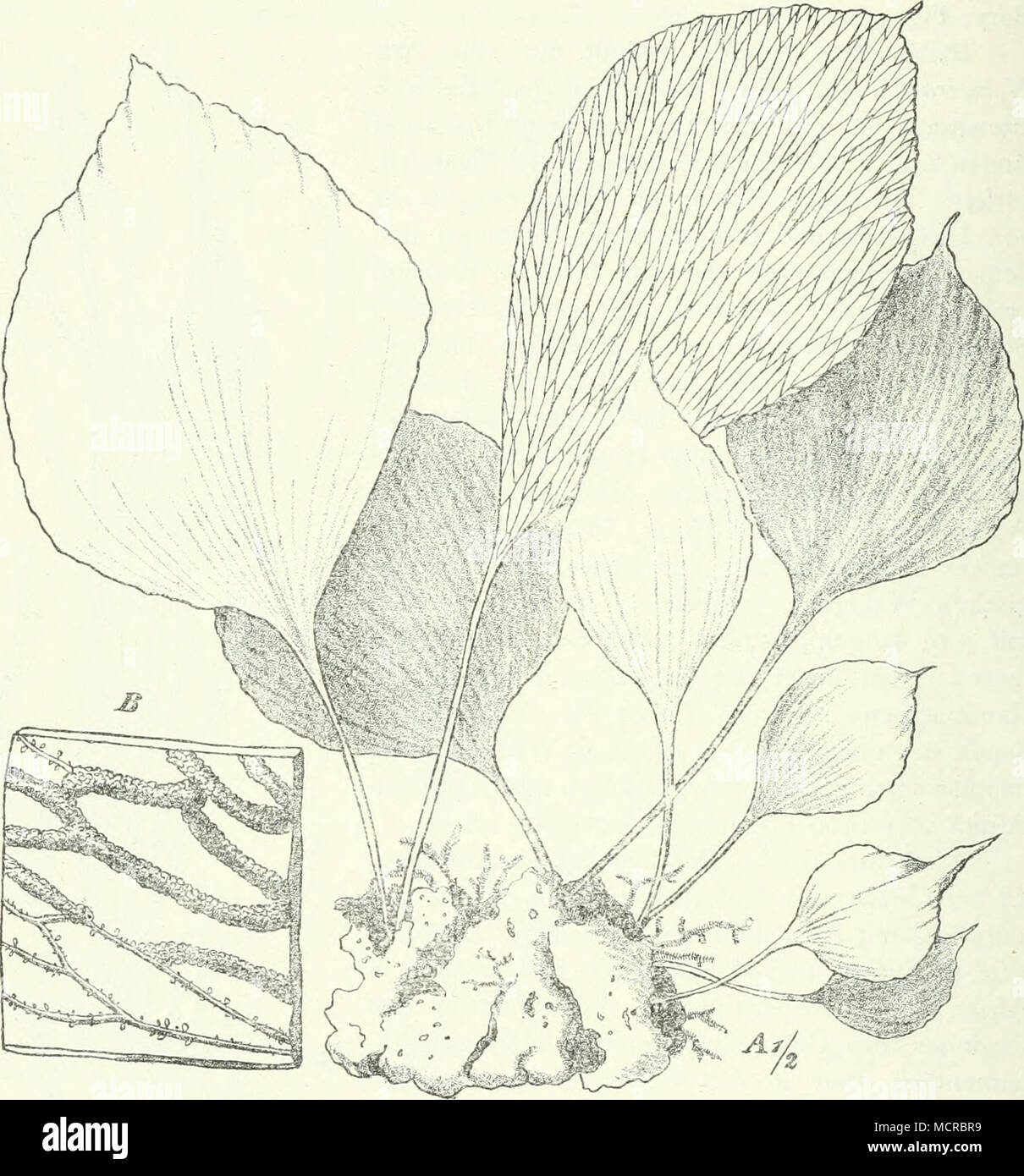 . Fig. 44. Antrophyum Mannianum Hook., zwischen Moos und Flechten sitzend. Sekt. I. Euvittaria Hook. Indusium dem Deckrande genau gleichwertig und mit ihm eine zweilippige Furche bildend. V. elongata Sw. (inkl. V. guineensis Desv. und V. plantaginea Bory, Fig. 431 mit fast 0,5 m langen, nicht einmal 1 cm breiten Blättern, in allen Tropenländern der alten Welt verbreitet, findet sich in den Regenwäldern des tropischen Westafrika, in Usambara und am Kilimandscharo, auch bei Quilimane. Stock Photo