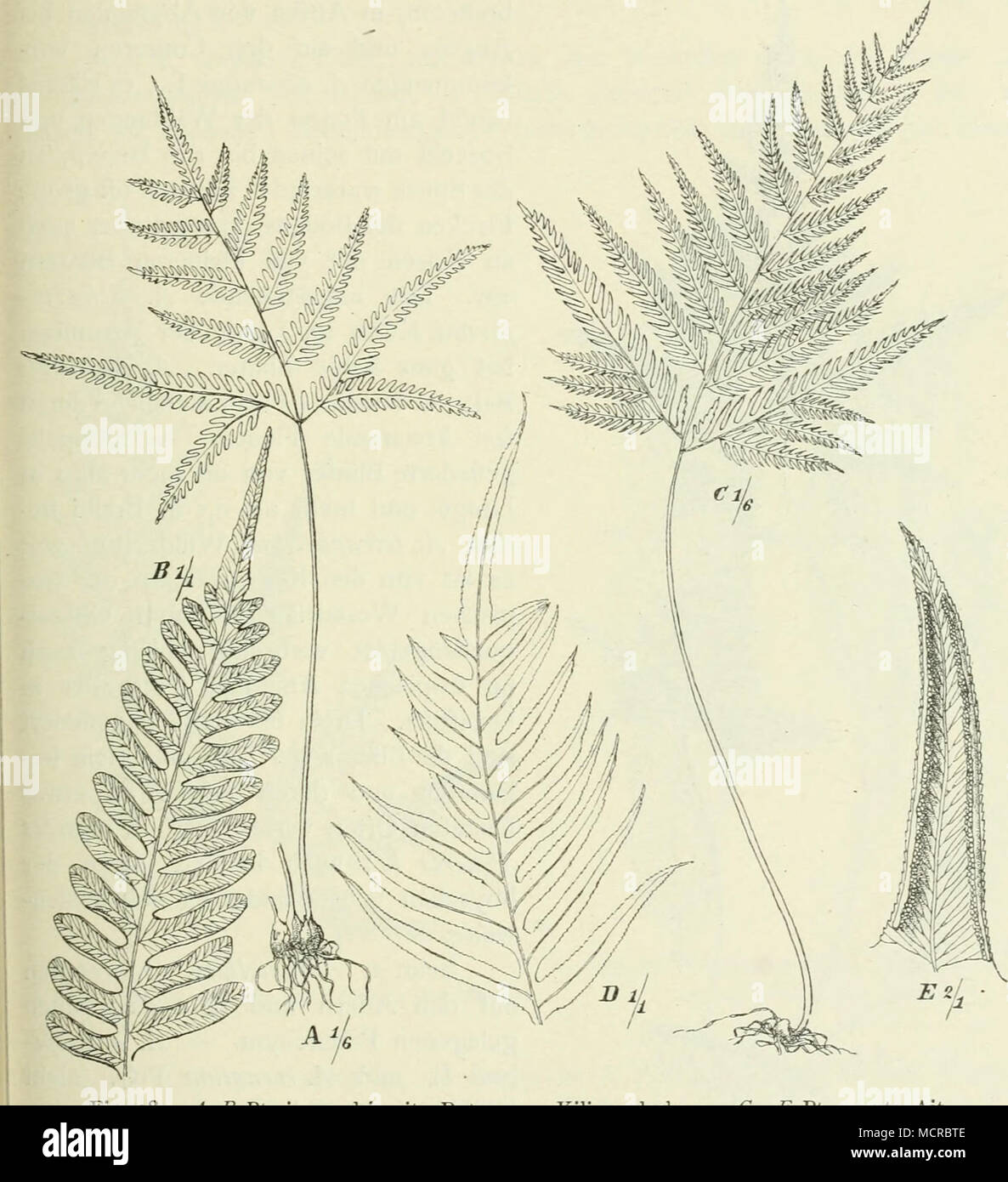 . Fig. 38. A^ B Pteris quadriaurita Retz, vom Kilimandscharo. C—E Pt. arguta Ait. var. flabellata (Thunb.) Mett., Kilimandscharo. — Einfach gefiederte, selten teilweise doppelt gefiederte Blätter haben folgende Arten: A. litmilotum^ A. rhizophoruvi^ A. caudaüiin^ A. Schweinfurthii^ A. Balfourii, die ersten beiden mit gestielten Fiedern, die anderen mit sitzenden. Das in allen Tropenländern weit verbreitete, kahlblätterige A. Immlatiim Burm. (Fig. 35) finden wir von Abyssinien und den Kapverden bis Sambesi- Stock Photo