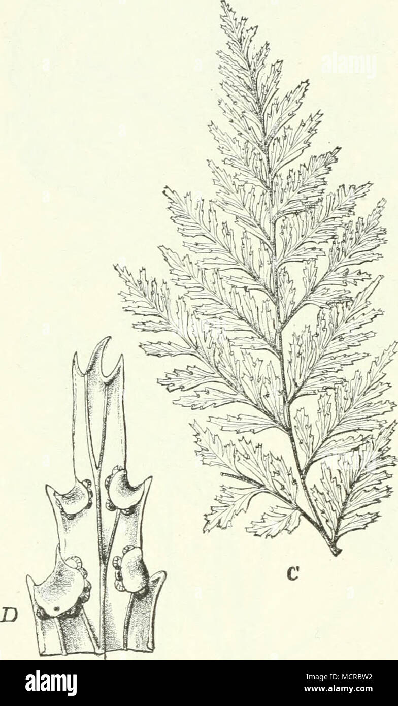. Fig. 34. Hypolepis Schimperi (Kze.) Hook. C untere Fieder; D Teil eines Segmentes. Stock Photo