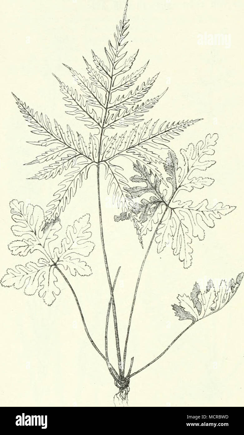 . Fig- 32. Doryopteris concolor (Langsd. et Fisch.) Kuhn, Usambara. Stock Photo