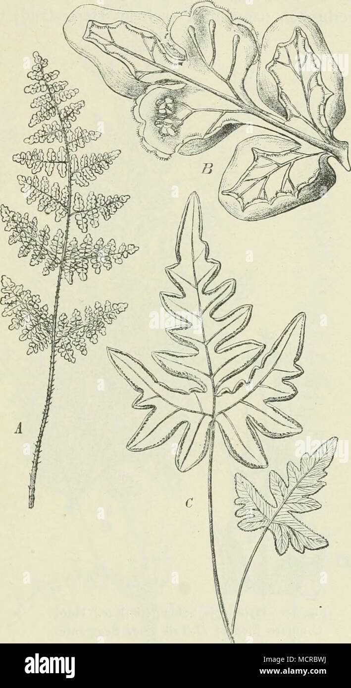 . Fig. 33. A, B Cheilanthes fragrans (L.) Webb., Makaro- nesien. C Ch. farinosa (Forsk.) Kaulf., Ostafrika. Stock Photo