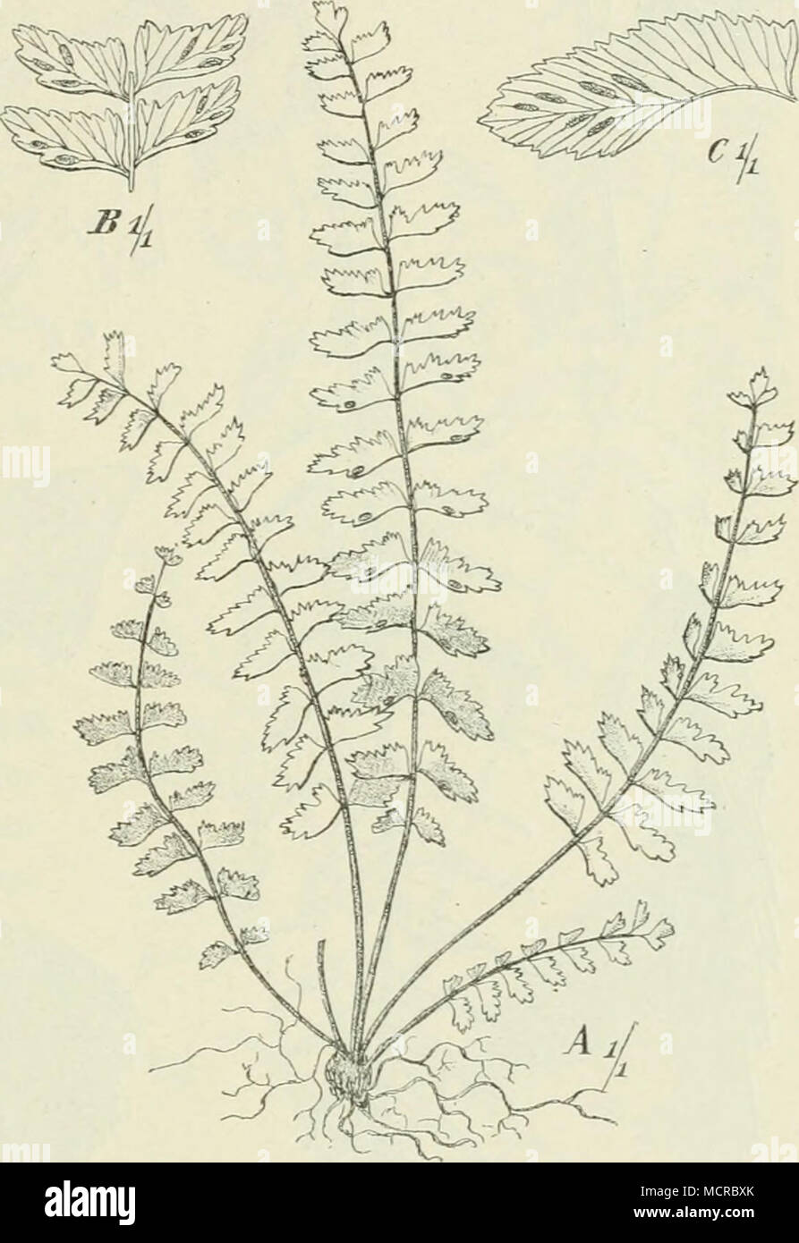 . Fig. 23. A Asplenium formosum Willd., Togo; B A. pulchellum Raddi, Kamemn; C A, resectum J. Sm., Üsambara. Stock Photo