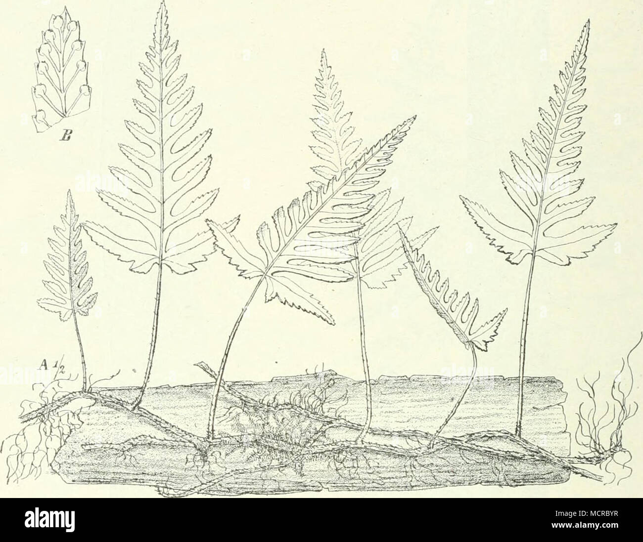 . Fig. 16. Humata repens [L. fil.) Diels, Kamerun. halb des Randes. Die hier abgebildete (Fig. 16) H. rcpeus (L.) Diels wächst auf alten Baumstämmen in Kamerun sowie auf den Seychellen, Comoren und Maskarenen. Davallia Sm. ist leicht kenntlich an dem Indusium, welches an drei Seiten angewachsen ist. Das dicht beschuppte Rhizom klettert oft hoch an Bäumen in die Höhe und läßt die meist mehrfach und zierlich gefiederten Blätter herabhängen.  Schon in Portugal, z. B. auf den Korkeichen bei Cintra, sehen wir die schöne D. canariensis (L.) Sm., welche auch im Küstengebiet von Marokko und auf den m Stock Photo