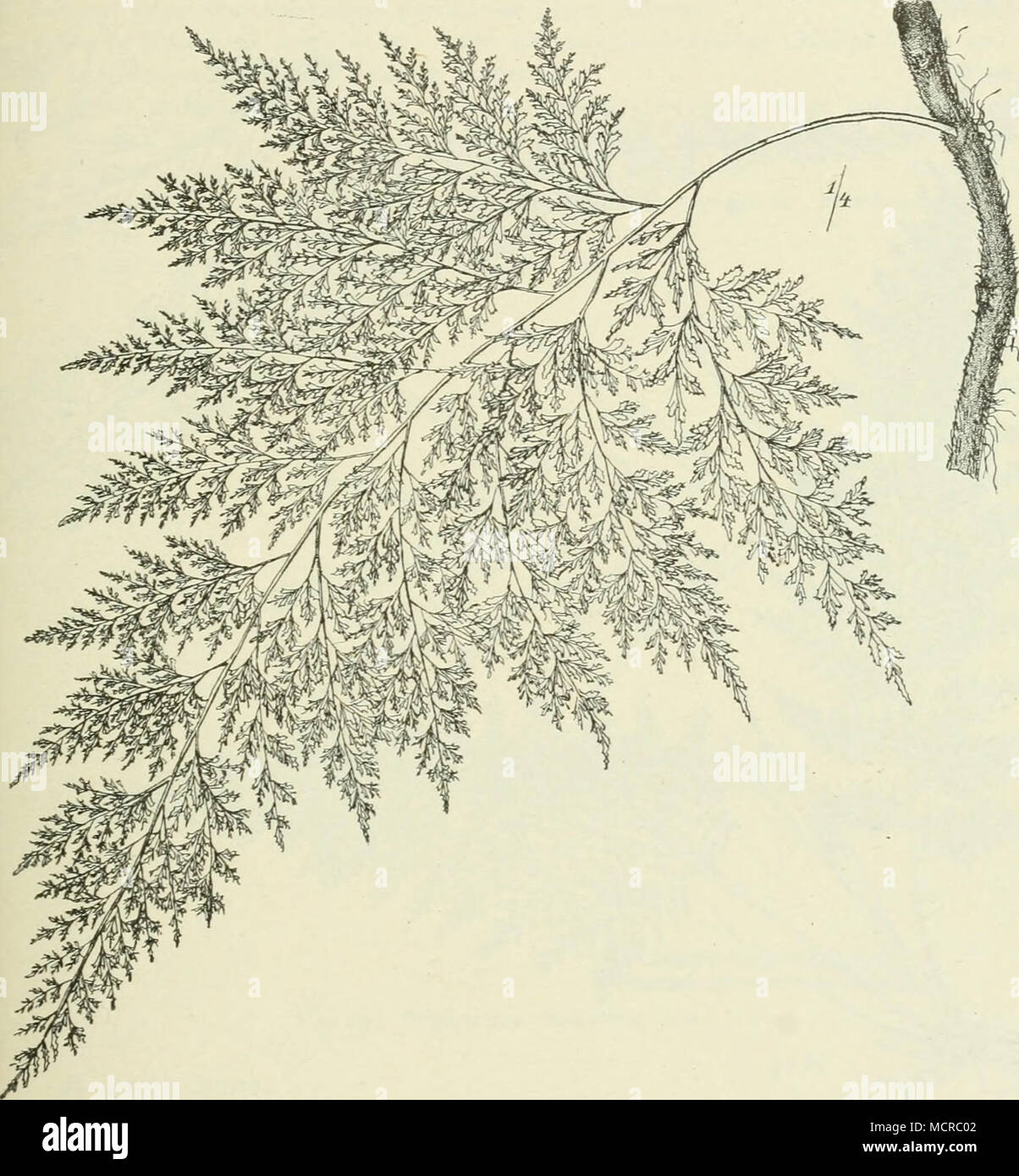 . Fig. 17. Davallia denticulata (Burm.) Mett. var. intermedia Mett., Kamerun. den Tropen verbreitete Art M. speluncae (L.) Moore (Fig. 18) fällt besonders durch ihre i m langen, bis vierfach fiederspaltigen weichen Blätter auf Schizoloma Gaud. mit ungeteilten oder einfach gefiederten Blättern, ist ausgezeichnet durch innerhalb des Blattrandes stehende Sori, welche zusammen- fließen und von den zusammenhängenden Indusien bedeckt sind. Nur eine ; Art, Seh. ensifoliiim (Sw.) J. Sm., welche ganz den Habitus von Ptcris cretica hat (Fig. 19), erreicht von ihrem Verbreitungsgebiete im tropischen Asie Stock Photo