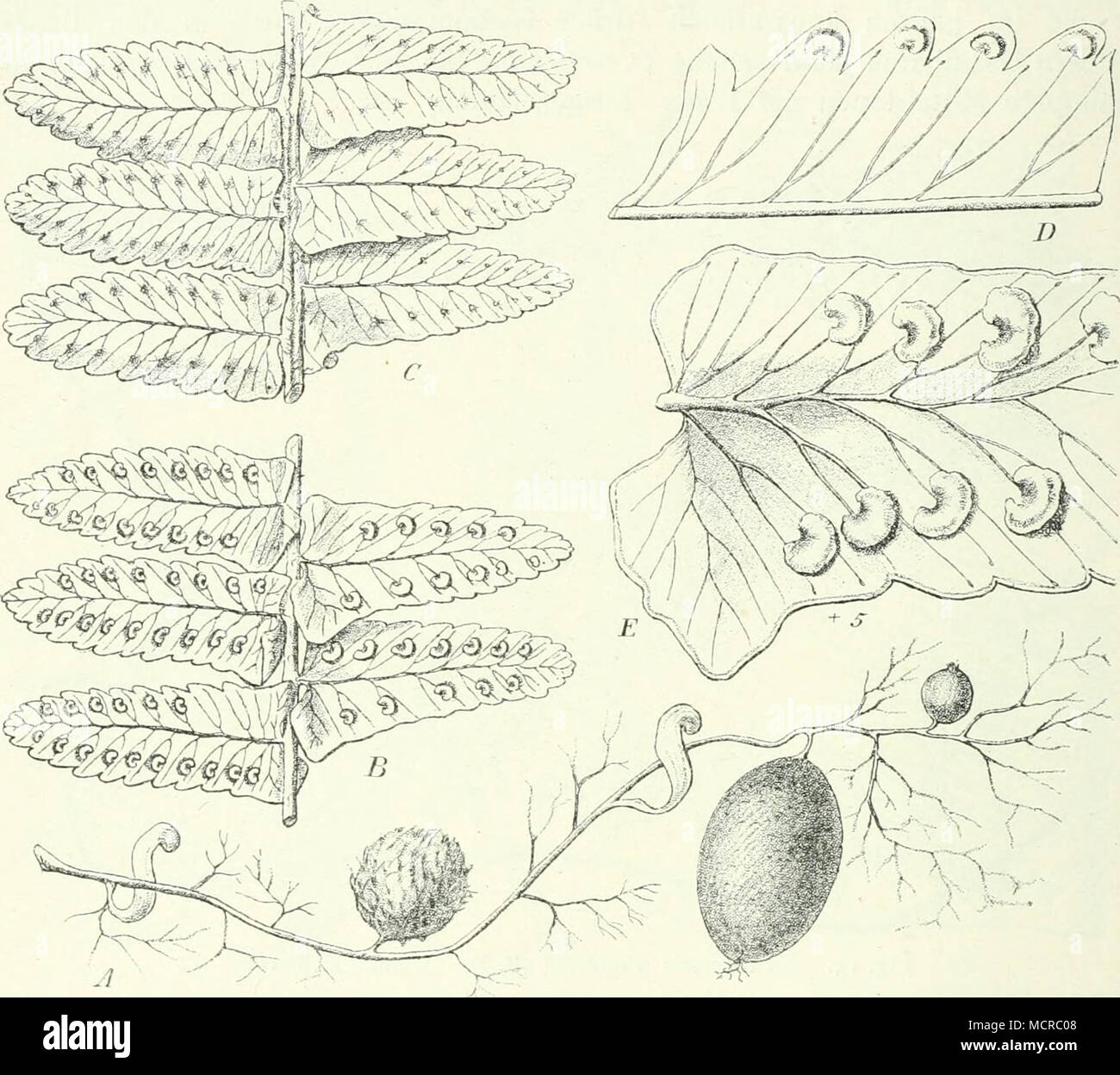 . Fig. 14. A—C, E Nephrolepis cordifolia (L.) Presl. A Ausläufer mit Knollen; B^ C Teile eines Blattes (umgekehrt); B Unterseite; C Oberseite; E Teil einer Fieder mit Aderung und Soris; D N. davallioides (Sw.) Kze. aus Malesien. Sori stehen terminal an Tertiäradern. Nur eine Art, A. oblitcrata (R. Br.) J. Sm. (= A. raiiiosa (Beauv.) Mett.) (Fig. 13), welche auf San Thome und in Kamerun bis zu 800 m, sowie auf den Comoren mit ihren dünnen Rhizomen oft ganze Stämme umspinnt. Nephrolepis Schott ist von voriger Gattung im wesentlichen durch unge- gliedert eingefügte Blattfiedern verschieden, deren Stock Photo