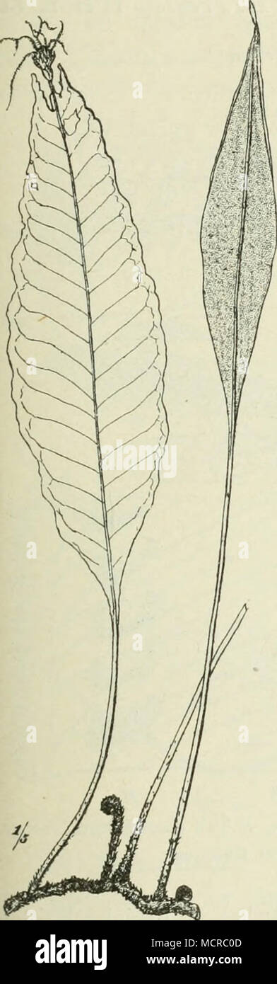 . Fig. 10. Gymnopteris gabunensis (Hook.) J. Sm., Kamerun. Stock Photo