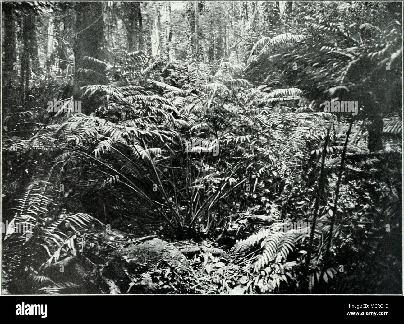 . B. Marattia fraxinea Smith. Im Schluchtenwald bei Araani in Oät-Usambara, um 900 m ü. d. M. Nach einer Photographie von Dr. Braun (1907). Stock Photo