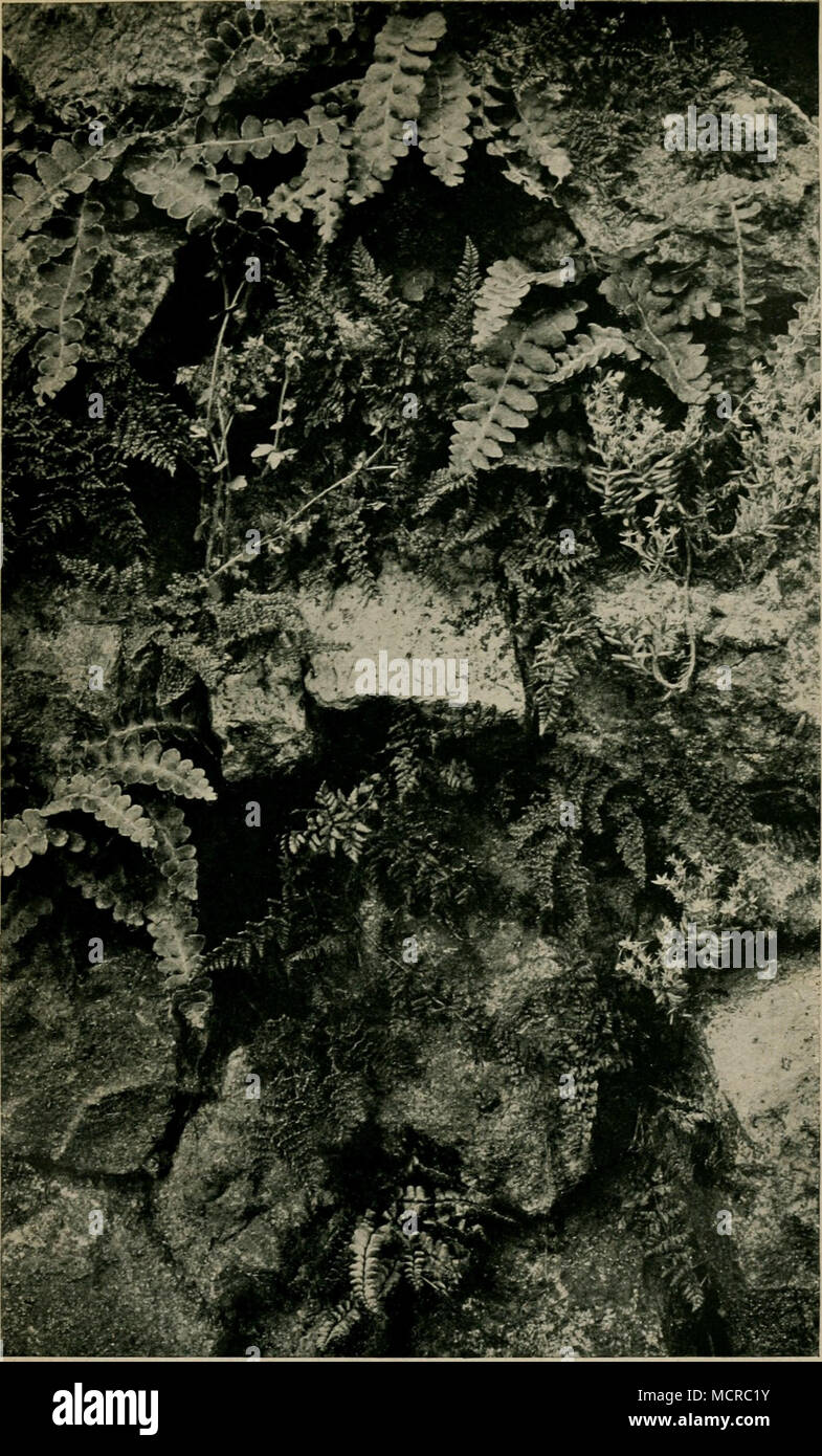 . Schattige Felfen auf der Infel Giuppana (Sipan). Oben und in der Mitte links Milzfarn {Ceterach officinmum 1), dazwifdien, fowie in der Mitte des Bildes Cheilanthes odora (2), Cheilanthes Szovitsä (3), Campanula Erinus (5), Sedum hispanicum (6) und ganz unten Asplenium Trichomanes (4), Originalaufnahme des Verfaffers. Stock Photo