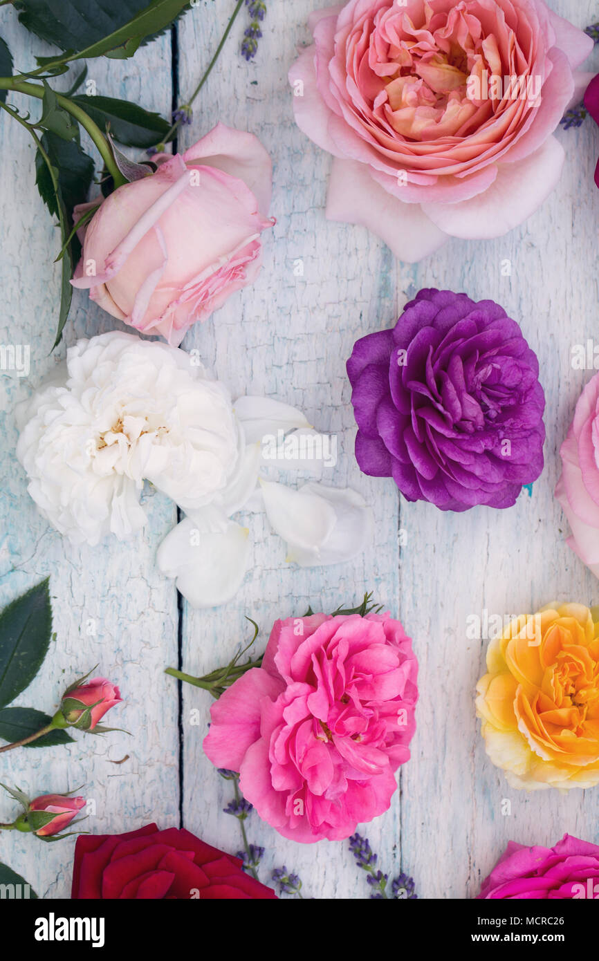 Different colored roses hi-res stock photography and images - Alamy