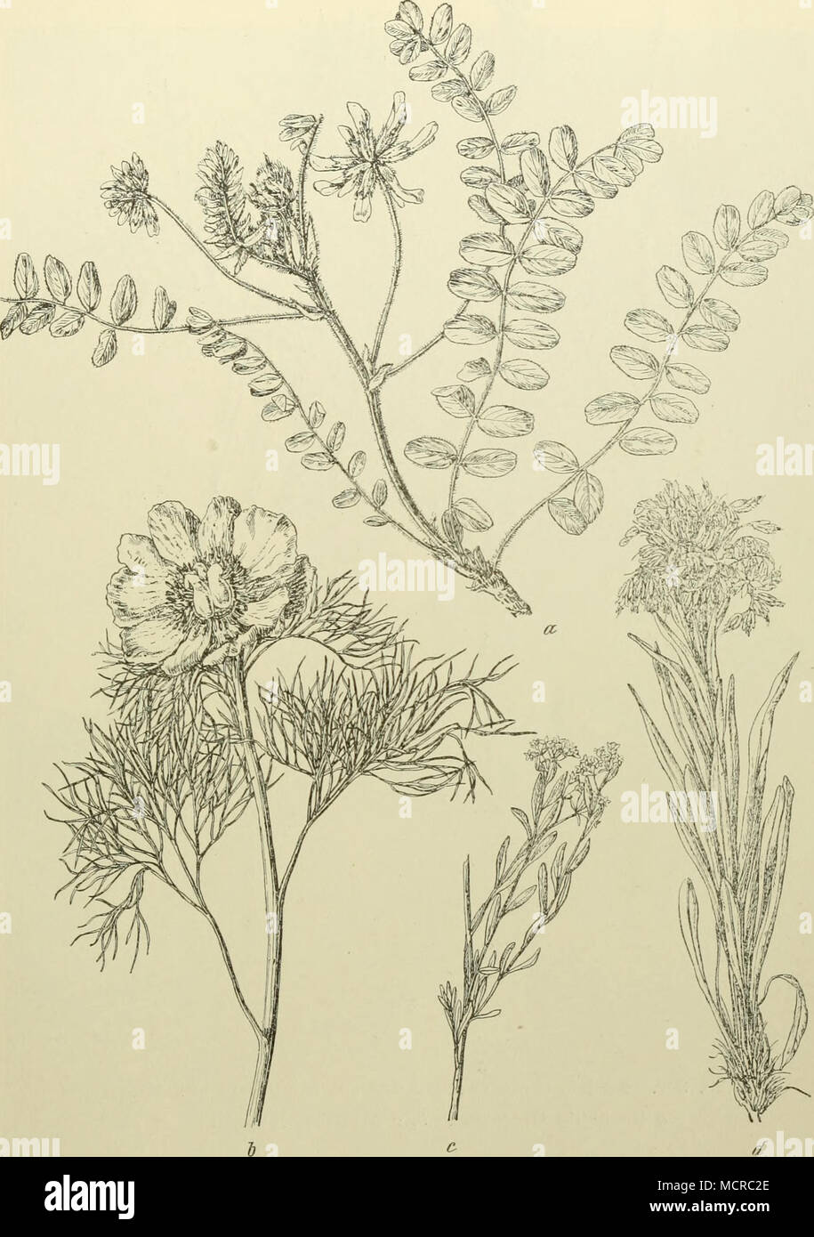 . Abb. 308. Aus der Flora der Banaler Sandsteppen. a Astragalus dasyanthus. b Paeonia tenuifolia. c Comandra elegans. d Rindera umbellata. sind hier die herrschenden Gräser; ferner sind verbreitet Colchicum arenarium, Gypsophila fastigiata, Cramhe lalarica, Erijsimiim canescens, Syrenia angusiifolia, Alyssum arenarium, A. toriuosum, Astragalus Onobrychis, Jurinea mollis, Trago- Stock Photo