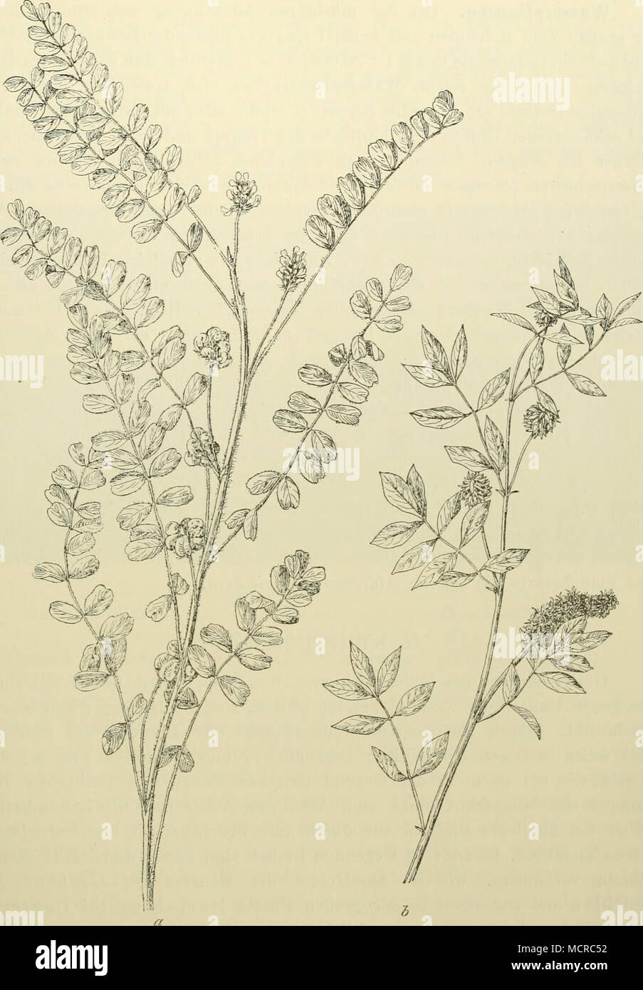 . Abb. 289. a Astragalus contortuplicatus. b Glycyrrhiza cchinata, fulloniim, Asler pundalus und A. caniis, Piilicaria vulgaris, Malricaria Cliamomilla, Centaarea Calcilrapa; auch eine Reihe von Ruderalpflanzen mischt sich gern in die Süßholzbestände, wie z. B. Panicum Crus galli, Selaria glaiica, Digitaria sanguinalis und D. ciliaris, Chenopodium glaucum, C. album und C. urbicum, Polygoniim lapalhifoliiim, Xanlhium slriimariiim und X. spinosum. 32* Stock Photo