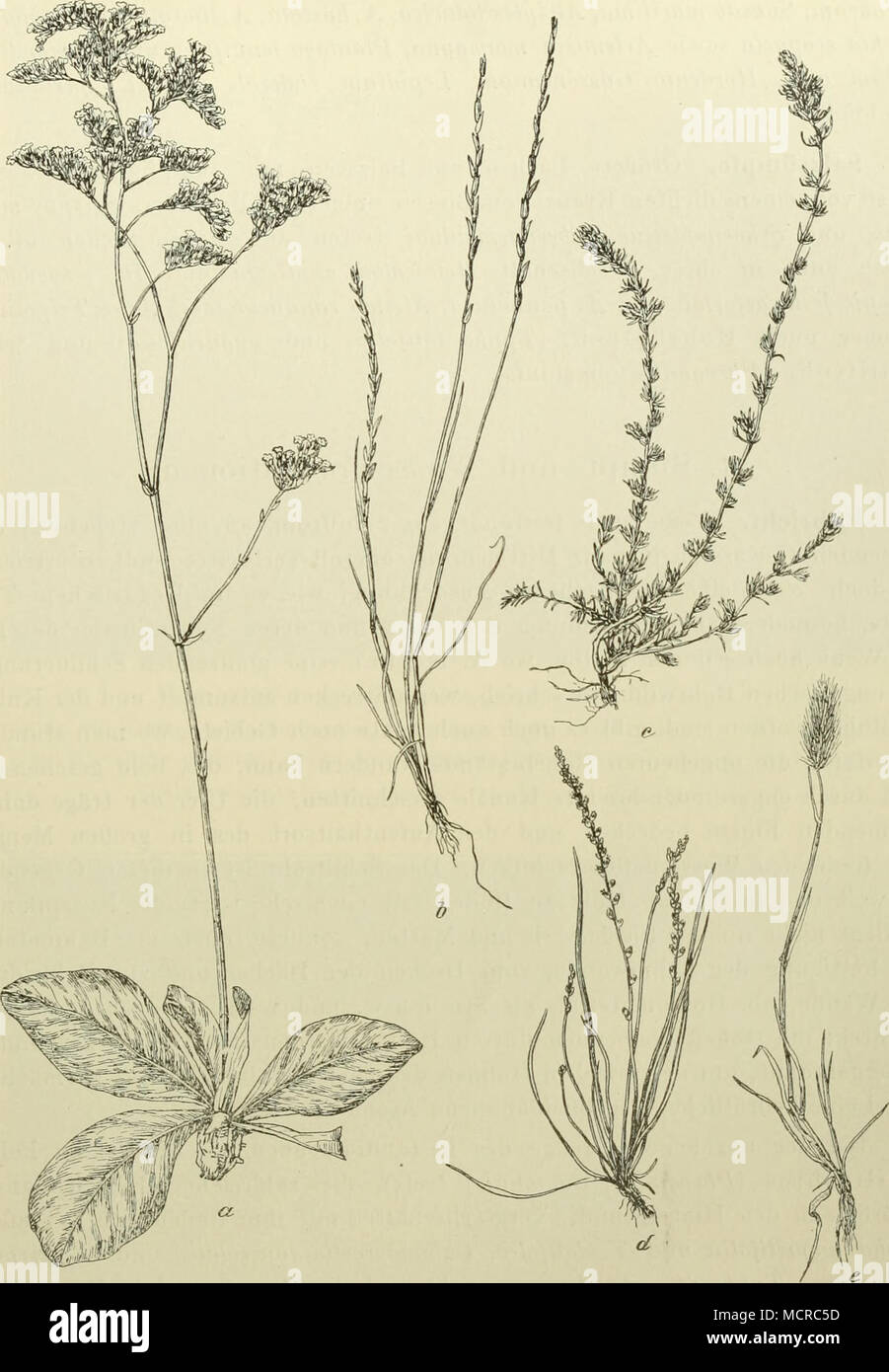. Abb. 286. Aus der Flora der ungarischen SalzsLeppcn. a Statice Gnielini. b Lepturus pannonicus. c Camphorosma ovata. d Plantago tenuiflora. e Hordeum Gussoneanum. Kali und S. Soda, Kochia prostrala, Cijperiis pannonicus, Cnjpsis aciileala, Sper- gularia media und inarina, Lepidium crassifoliiim, an die sich dann ein äußerer Ring aus verschiedenen Chenopodiazeen, wie Chenopodiuni opulifoliiim, Stock Photo