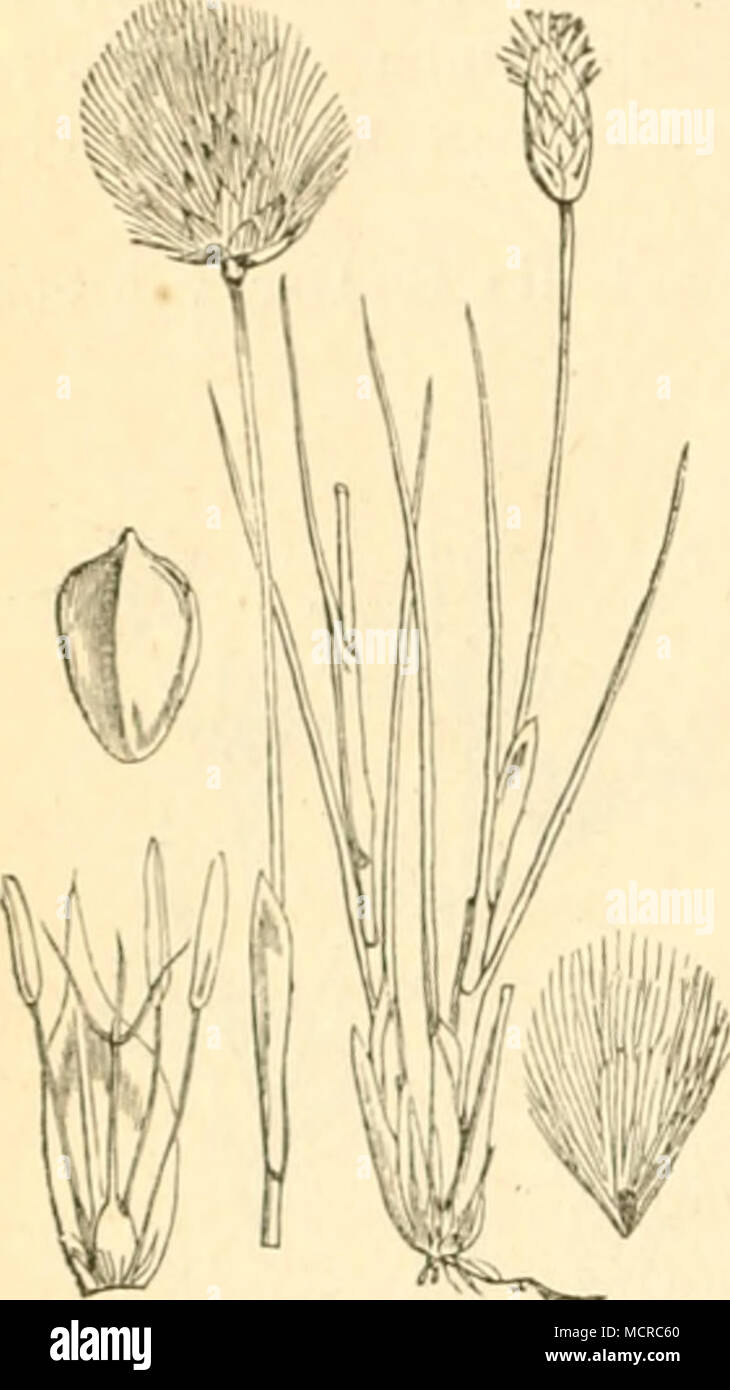 . Eriophorum vaginatum. 5. Gattung. Wollbinse. Eriophorum. b. Falter. 1. Elachista eleochariella, Sit. Die RaujDC wurde von Wilkinson im Mai an Erio- phorum angustifolium minirend angetroffen. Der Falter fliegt in England im JuU. (Frey, Lin. ent. XIII. p. 283.) XCII. Familie. Gräser. Gramineae. 1. Gattung. Borstengras. Nardus. 2. Gattung. Raingras, Lolch. Lolium. b. F alter. 1. Satyrus Circe, jP. — Proserpina, Schiff. (Siehe Anthoxanthum.) 2. Pararge Achine, Sc — Dejanira, L. Freyer fand die Raupe einzeln auf Lolium temulentum, Andere haben sie auch an Carex-Arten ge- funden. (Vergl. Carex.) F Stock Photo