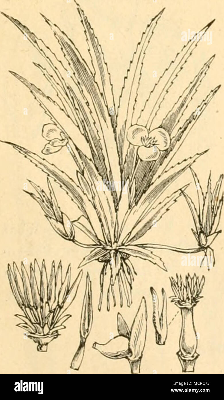 . Stratiodes aloides. 3. Gattung. 4. Gattung. 5. Gattung. 6. Gattung. 1. Gattung. Froschbiss. Hydrocharis. a. K ä f e r. 1. Donacia menyanthidis, Fh. — cla- vipes, Fz. (Siehe Potamogeton, Alisma.) 2. Don. fenniea, Faylc, var. Malinows- kii, Akr. Malinowski entdeckte diesen Schilfkäfer bei Magdeburg auf Hydrocharis morsus ranae. 2. Gattung. Wasserschere. Stratiotes. b. Falter. 1. Nymphula stratiotata, L. Die Raupe lebt nach De Geer's sehr gründlichen Beobach- tungen im Juli auf Stratiotes aloides unter dem Wasser in einem wasserdichten Gespinnste zwi- schen zwei zusammengehefteten Blättern. Sie Stock Photo