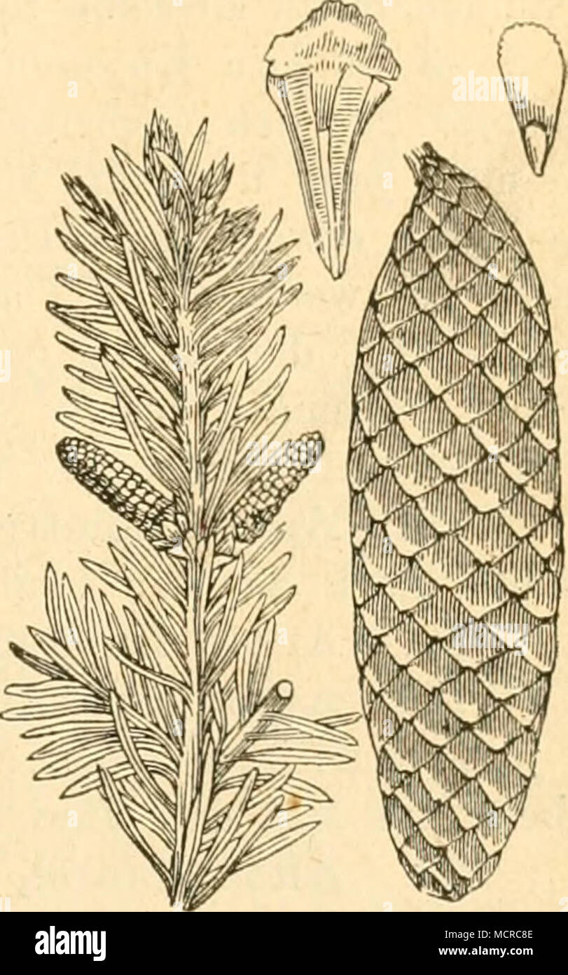. Pinus abies. Stock Photo