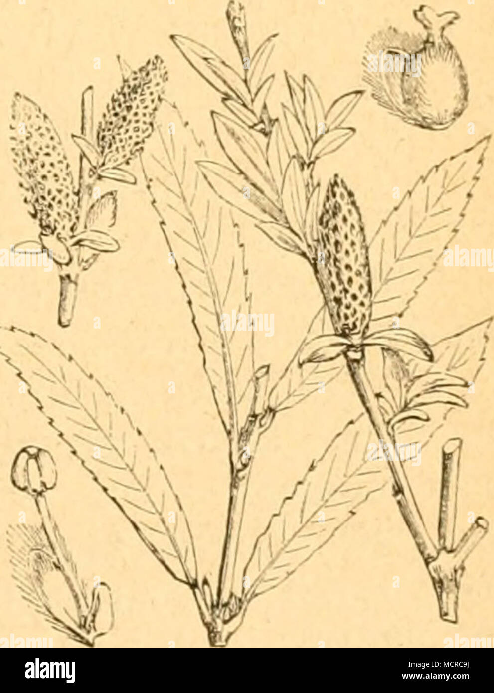. Salix purpurea. Stock Photo