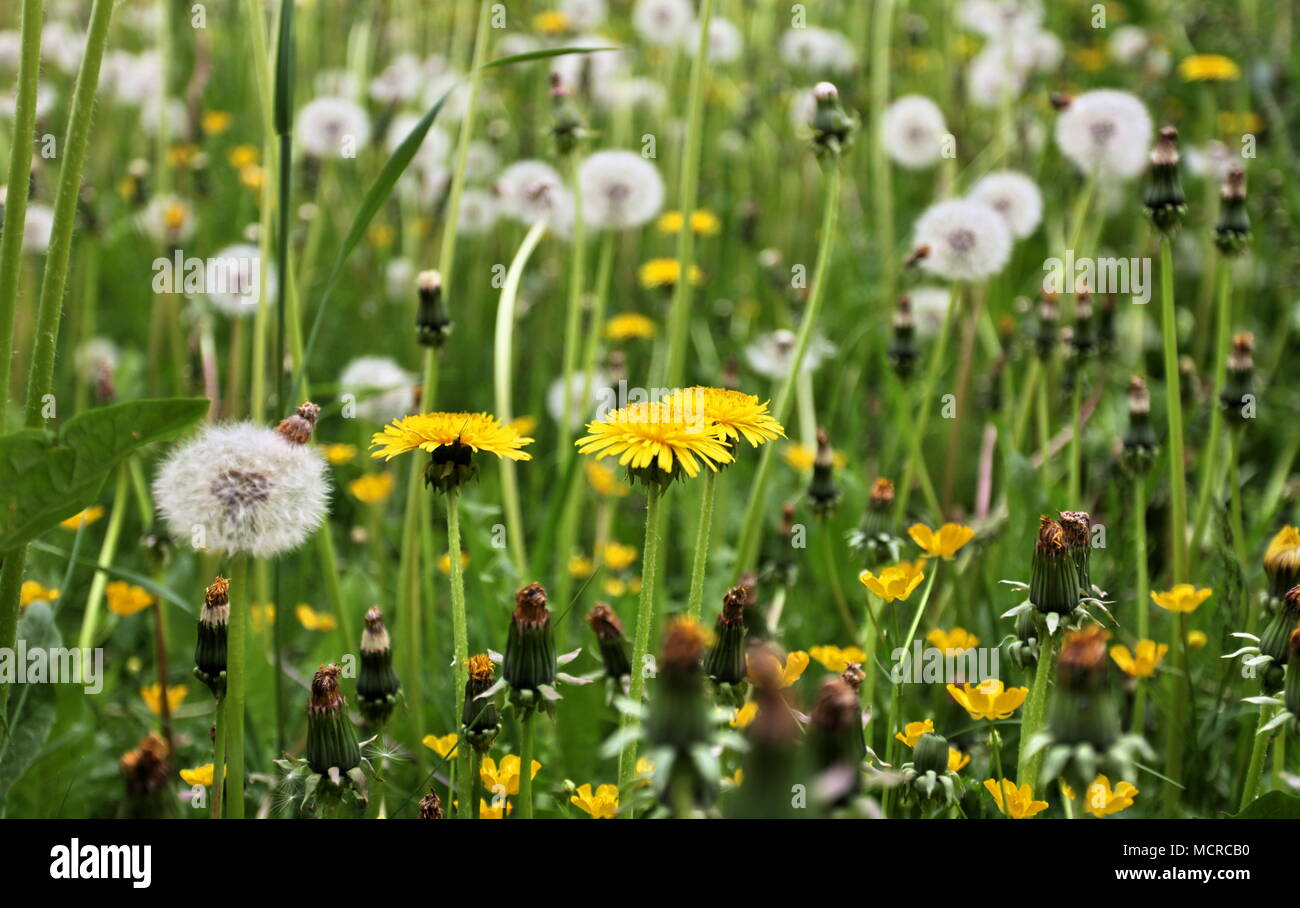 Colorful blooming field hi-res stock photography and images - Alamy