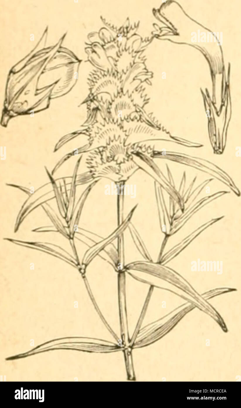 . Melampyrum cristatum. Stock Photo
