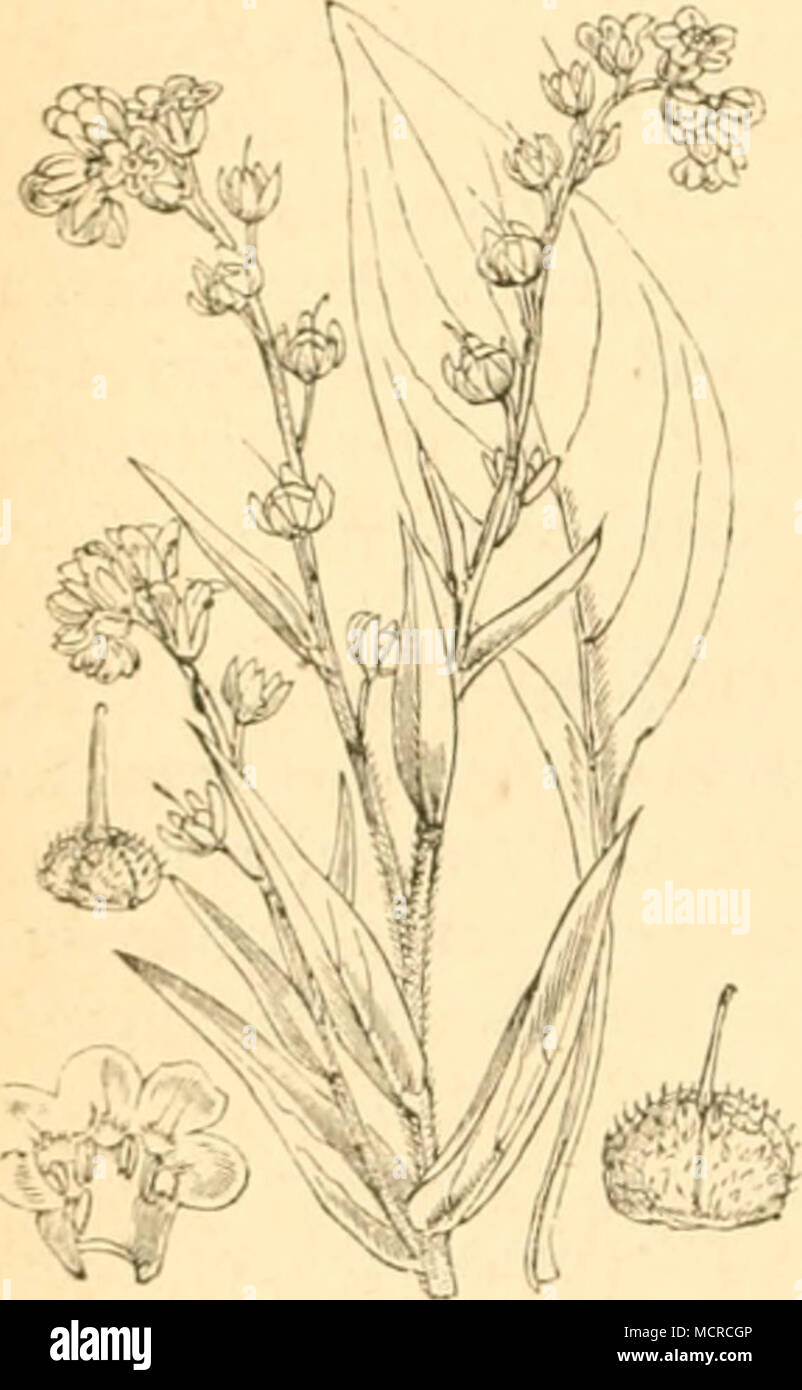 . b. Falter. (Vcrgl. Cynoglossum officinale. 5. Callimorpha dominula, L. Anemone.) 6. Arctia purpurea, L. (Siehe Anchusa.) 7. Arctia aulica, Hh. Die überwinterte Raupe wird im Mai erwachsen auf Achilloa Millefolium, Cynoglossum officinale, Urtica urens u. a. gefunden. Ochseuheimer erzog den Falter aus Raupen von Galium aparinc, Lactuca sa- tiva und Stellaria media. Die Erscheinungszeit des Schmetterlings ist Anfang Juni. 8. Arctia Hebe, L. (Vergl. Artemisia.) 9. Spilosoma fuliginosa, Hb. (Siehe Galium. Vicia.) 10. Nemeophila russula, i., und 11. Spilosoma luctifera, SV. Die Raupen sollen nach  Stock Photo