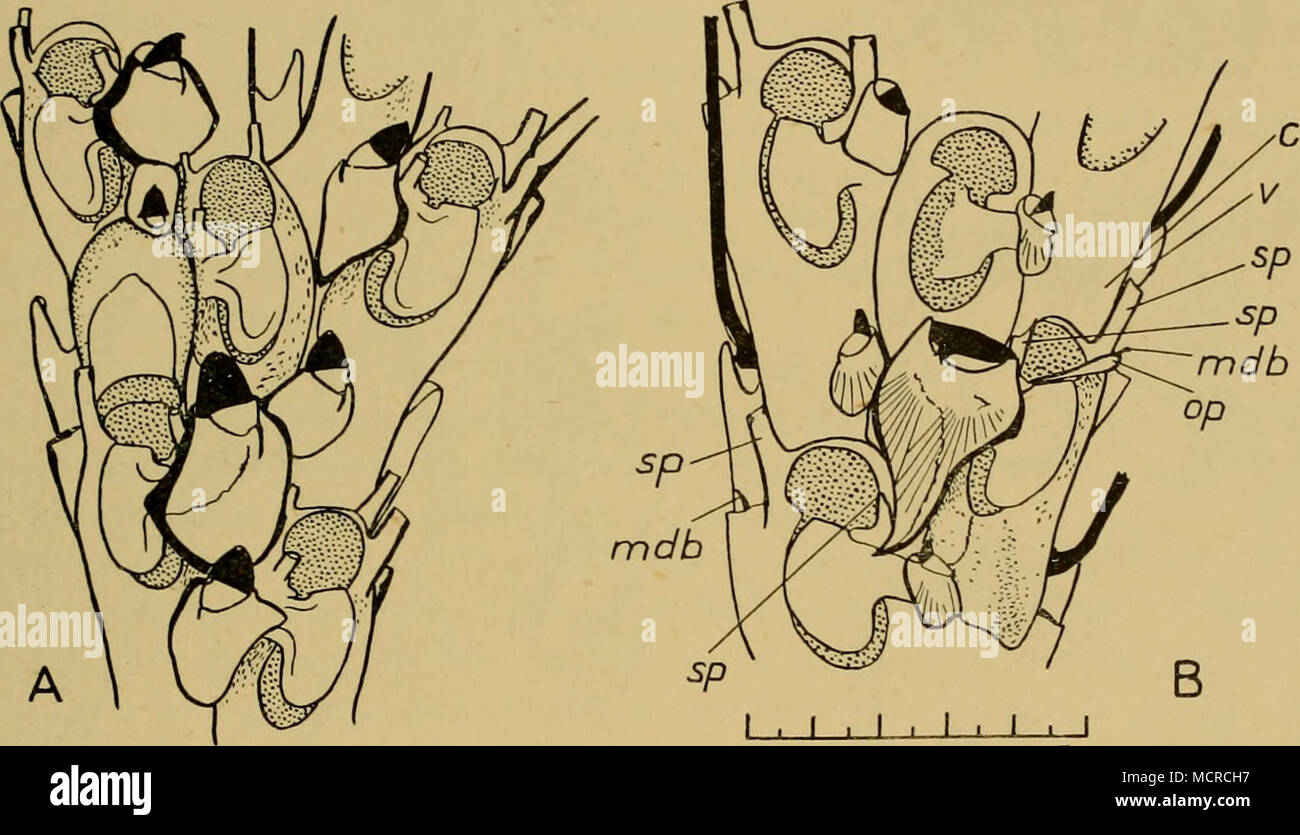 . 0 -5mm Fig. 24. A. Caberea darwinii Busk, Antarctic type. National Antarctic Expedition, McMurdo Sound. B. C. darwinii var. guntheri var.n. St. WS 840, between Burdwood Bank and Patagonian Shelf. Both drawings show the zooecia immediately preceding a bifurcation. In Fig. B the scutum of the median zooecium is broken, and the granulation of the cryptocyst has been omitted from all but one of the zooecia. c. cryptocyst, mdb. mandible, op. operculum (open), sp. spine, v. vibraculum. the typical form are, however, the deepest from which Polyzoa were obtained in the Patagonian region, and there i Stock Photo