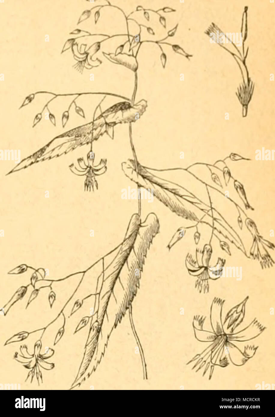 . Prenanthes pnrpnrea. 6, Pterophorus brachydactylus, Tr. Die Raupe findet sich im Mai und Juni im Schatten finsterer Nadelhölzer an Prenanthes purpurea. Sie hält sich an der Unterseite der Blätter auf und durchbohrt dieselben. Zuweilen beherbergt eine Pflanze die Larven in Mehrzahl. (Frey.) 59. Gattung. Krümling (Knorpelsalat). Chondrilla (Prenanthes). b. Falter. 1. Agrotis praecox, L. Die Raupe lebt im Herbst und nach Ueberwinterung auf locke- rem Erdreich an Artemisia, Echium, Anchusa, Euphorbia und Chondrilla juncea, am Tage an der Erde verborgen und verwandelt sich Anfang Juni in der Erde Stock Photo