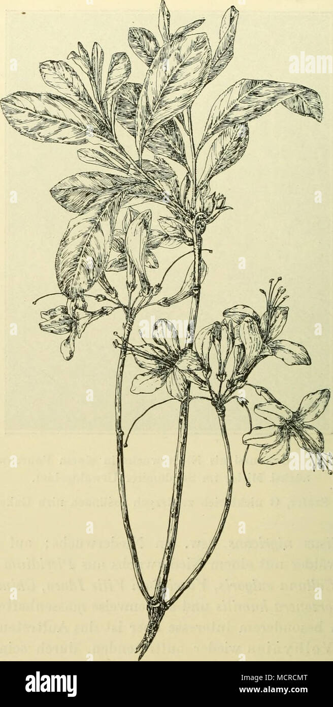 . Lezaiska. Abb. 149. Rhododendron flavum. (1/2 nat. Gr.) Auch um Lezaisk herrschen ähnliche Verhältnisse, auch hier dominieren Föhrenbestände, seltener sind gemischte Laubwälder mit Cytisiis siiplnus, C. nigricans, Pirola secunda, Salvia glutinosa, Thalicirum aguilegifolium nsv/.; auf Sandheiden kommen neben Corynephorus, Nardas, Scleranthus, Herniaria, Jasione usw. auch Planlago ramosa, Salsola Kali und Verbascum speciosum vor; an und in den Teichen Acorus Calamus, Typha latifolia, Glyceria aquaiica, Castalia Candida, Trapa natans, auf Sumpfwiesen Peucedanum palustre und Succisa inflexa. Die Stock Photo