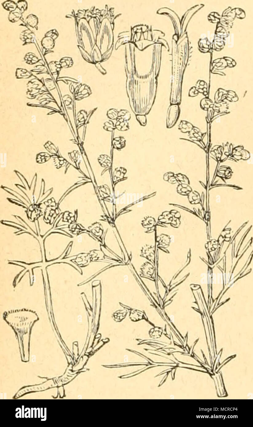 . Artemisia campestris. Stock Photo