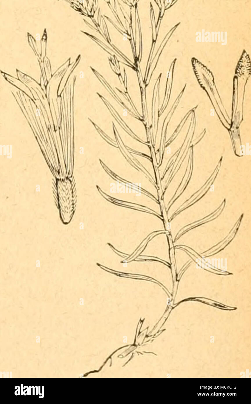 . Linosyris vulgaris. Stock Photo