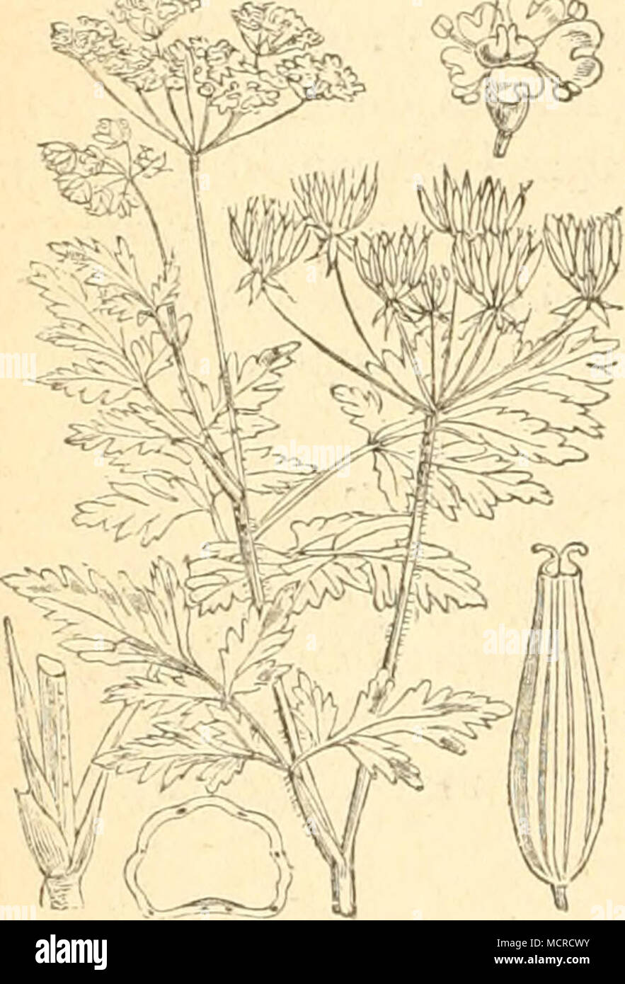 . Chaerophyllum temulum. Stock Photo