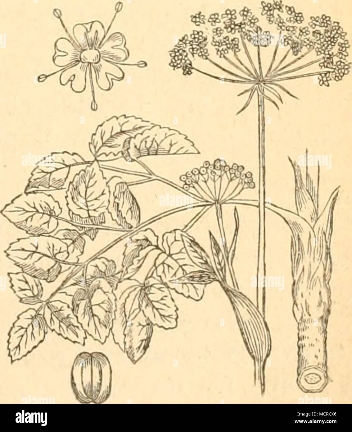 . Laserpitium latifolium. Stock Photo