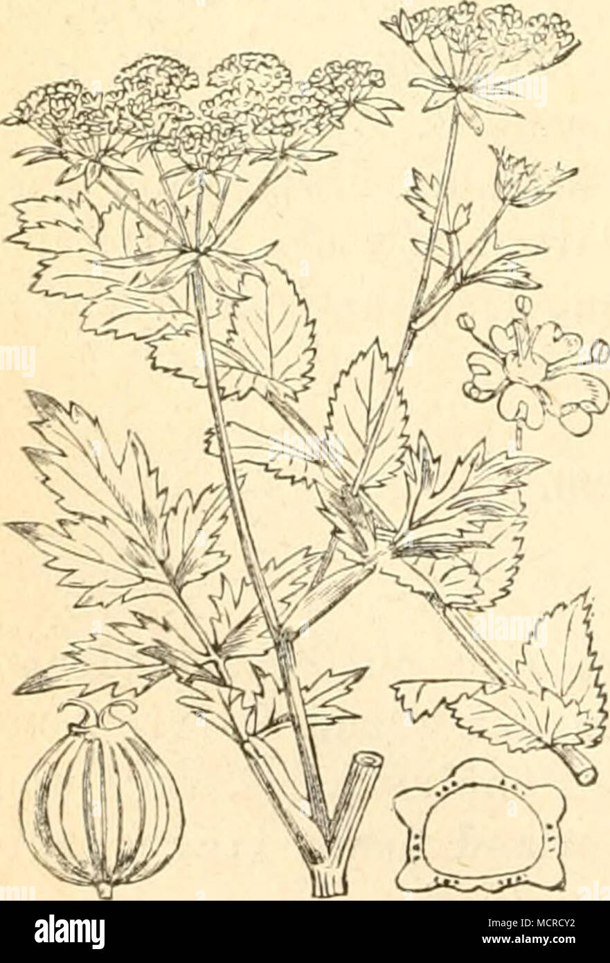 . Sium latifolium. Stock Photo