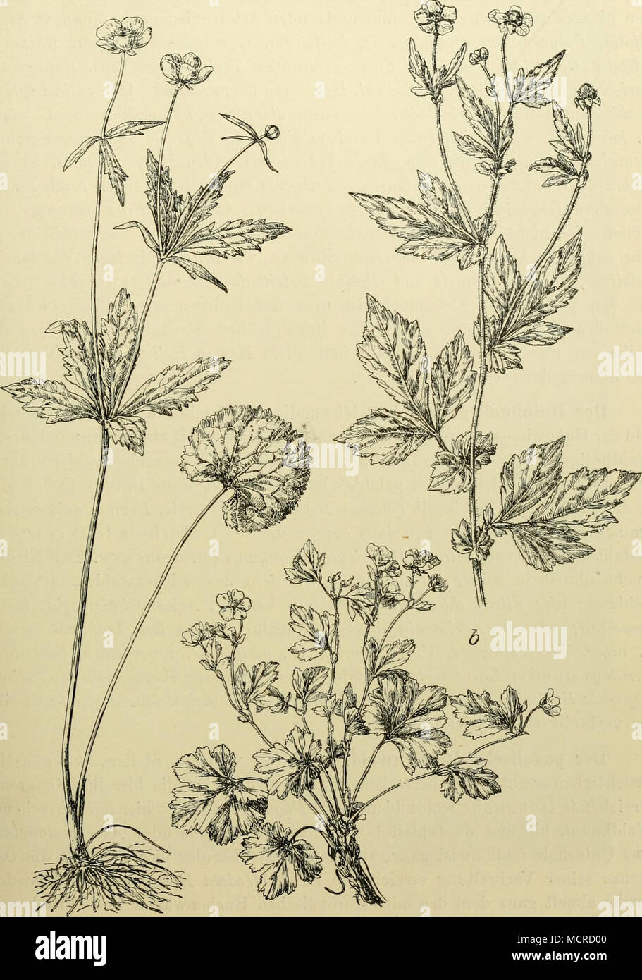 . a Abb. 139. Einige bezeichnende Arten aus dem Niederwuctis der podolischen Eichenwälder. a Ranunculus cassubicus. h Geum aleppicum. c Waldsteinia geoides. (1/, nat. Gr.) Stock Photo