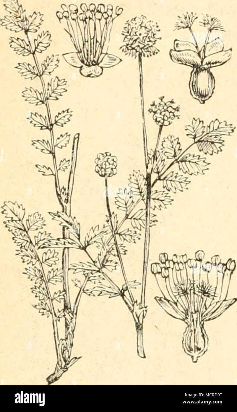 . d. Fliege n. Poterium Siuijruisovba. 6. Cecidomyia ei'ianeae, Brcml. Die Larven sollen an der Becherblume, wie andei-e Mückenlarven in deformirten Gipfeltrieben z. B. an Veronica Chamaedrys und Thymus Serpyllum wohnen. 22. Gattung. Wiesenknopf. Sanguisorba. b. Falter. 1. Argynnis Ino, Esp. Die Raupe soll nach Hüb n er auf Urtica urcns leben, nach Wilde im Mai, Juni auch an Sanguisorba und Spiraea aruncus zu finden sein. Der Falter fliegt im Juli auf sumpfigen Wiesen. 2. Lycaena Erebu.s, Knoch. Raupe noch unbekannt; der Falter im Juni an den Blüthen von Sanguisorba zu fangen. 3. Liparis chrys Stock Photo