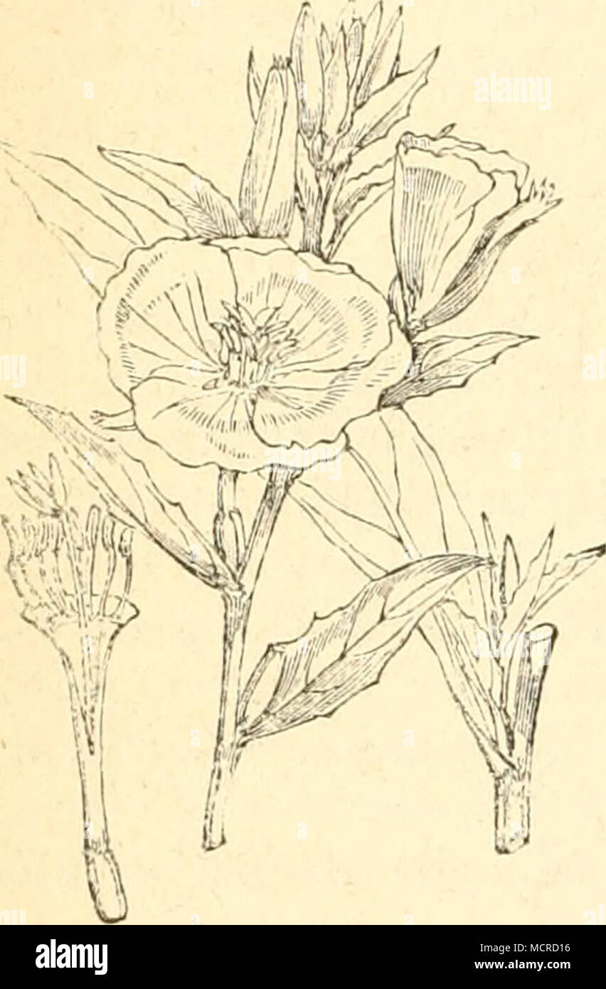 . OeuotlieiM bk'uuis. 2. Macroglossa Oenotherae, 0. Epilobium.) % 3. Gattung. Isnardie. Isnardia. (Siehe 4. Gattung. Hexenkraut. Circaea. a. K ä f e r. 1. Haltica oleracea, L. — Lythri, Anbc. Die Larve lebt im Juli, August geseUig auf jungen Pflanzen von Epilobium pubescens, hirsutum, Oenothera biennis, Circaea lutetiana und Polygonum mite, persicaria, deren zarte Blättchen sie unterseits benagt und durchlöchert. Zur Verwandlung geht sie in die Erde. Larve 2 — 2/&gt;&quot;' lang, schwarz, fettglänzend. Der Kopf ist gläuzend- sclnvarz, mit einzelnen Härchen besetzt; Fühler Sgliederig, das Endg Stock Photo