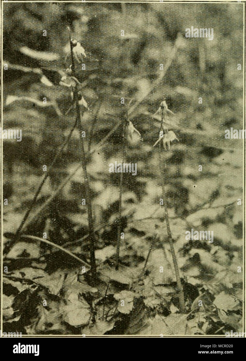 . Abb. ll'J. Epipogon aphyllum bei Vlcak näclist Strileli im Marsgebirge. (Nach einer Aufnahme von Prof. F. Nabelek, Leipnik.) aaslriacum, Helianlheinum ovalum, Cylisiis nigricans, Trifolium alpeslre, T. ochro- lencam, Globiilaria Willkommii, Verbasciim aiislriacum usw. gedeihen. Marchtai. Im Marchtalc, von der Talenge bei Napajedi angefangen bis Bisenz und darüber hinaus, sind schöne Auenwälder aus Oiierciis sesseliflora, Fraxinus excelsior, Ulmus glabra, Acer campeslre, Carpiniis Beliilus, Popuhis Iremula usw. entwickelt, in deren Niederwuchs insbesonders Deschampsia caespitosa, Bromus asper Stock Photo