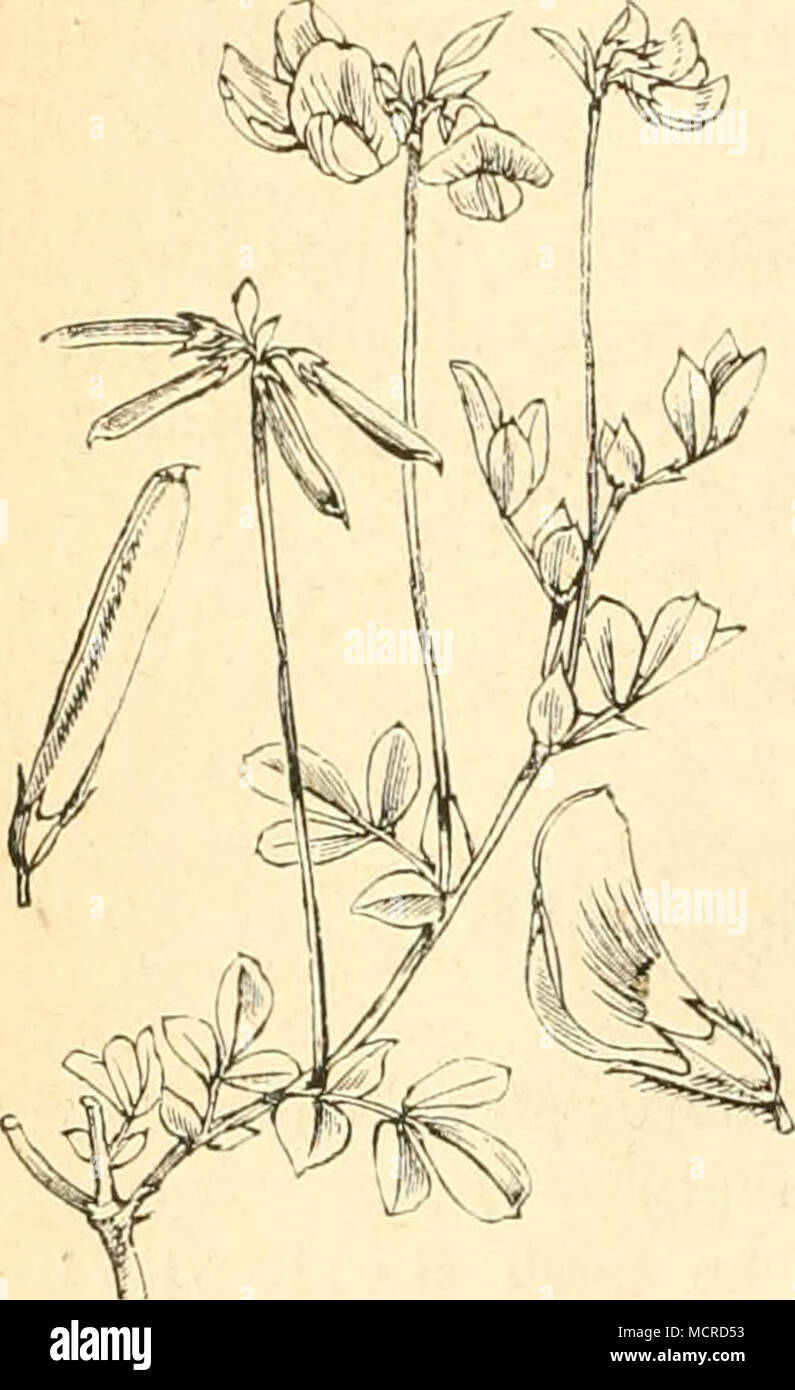 . S. folium.) 9. folium.) M. auf der Kronwicke (Coronilla varia) Zygaena Angelieae, 0. (Siehe Tri- Zygaena Lonicerae, ]lh. (Siehe Tri- Die Raupe lebt nach Treitschke an Trifolium montanum und rubens, was Dorf- meister bestätigt. Freyer fand sie auf Lotus- Arten. (Verb. d. zool.-botan. Vereins in Wien, IV. u. V.) 10. folium.) 11. ebend.) 12. Zygaena Meliloti, 0. (Siehe Tri- Zygaena Filipendulae, Hb. (Siehe Lotus conii culatus. Zygaena Onobrychis, Hh. (Vergl. Hippocrepis.) 13. Psyche stettinensis, Her. Die Sack- raupe frisst nicht blos verschiedene Gräser, sondern auch die Blätter von Spiraea ul Stock Photo