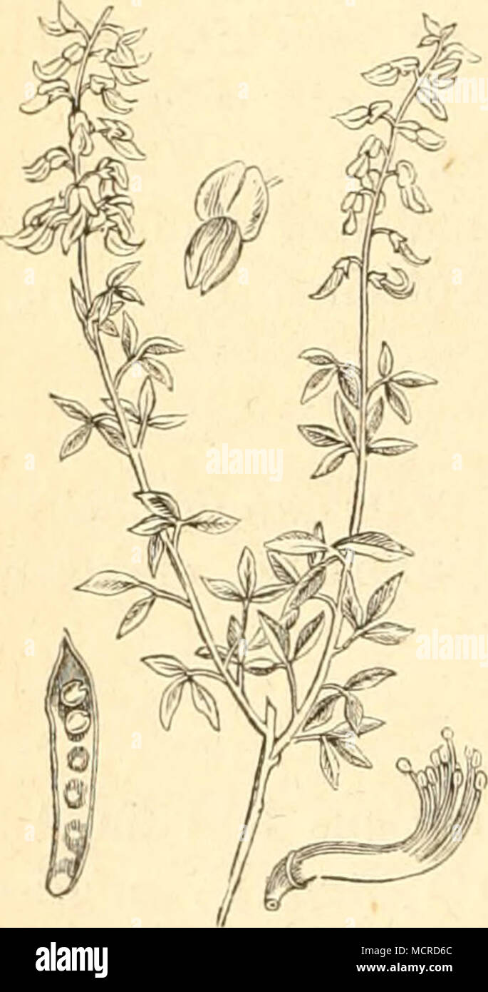 . Cytisus nigricans. Stock Photo