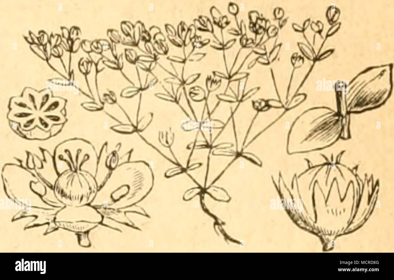 . 2. Gattung. Der Zwergflachs. Radiola. Radiola Millegraiia. XVII. Familie. Malvengewächse. Malvaceae. 1. Gattung. Malve. Malva. a. Käfer. 1. Trachys pygmaea, Fb. wurde von Leprieur auf Malva sylvestris, Malva rotundifolia und Althea rosea gefunden, deren Blätter die Larve minirt und sich binnen 2 — 3 Wochen darin zur Nymphe umbildet. Sehr ausführlich ist die Lebensweise und Metamorphose des Käfers beschrieben und durch Abbildungen erläutert in den ,Annal. de la SOG. Entom. de France, 1861, Tom. prem., truis. trimest.'. 2. Lixus angustutus, 1'^. Die Larve ent- deckte Perris im Stengel verschie Stock Photo