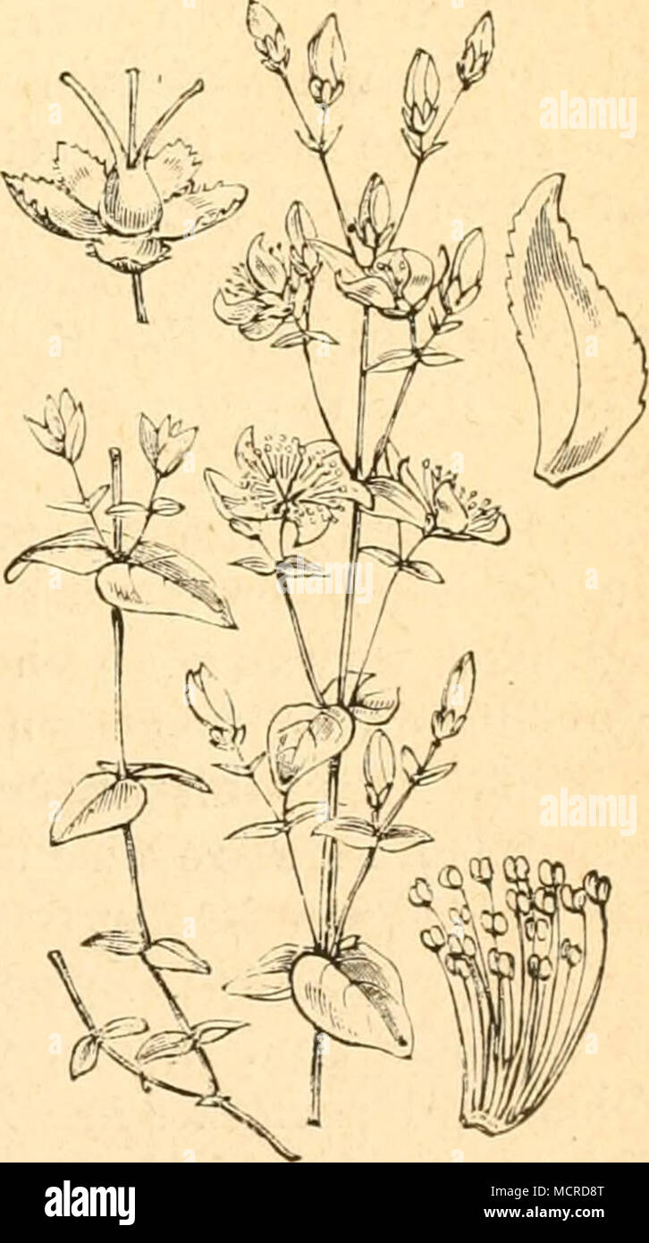 . Hypericum pulchrum. 0. Cleophana hyperici. Hb. Raupe nach Treitschke im südlichen Stock Photo