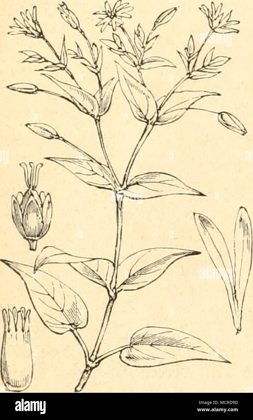 . b. Falter. (Vergl. &lt;;. 4. Gastropacha franconiea, Hb. Statice und Anagallis.) 5. Arctia purpurea, Hb. (Siehe Genista.) Arctia aulica, Hö. (Vergl. Alyssum.) Arctia villica, Hö. (Siehe Fragaria.) Arctia Hebe, Hb. (Vergl. Ornithopus.) Spilosoma luctifera, Hb. (Siehe Erica.) Nemeophila russula, Hb. (Vergl. Stellaria nemorum. 8. 9. 10. ebend.) 11. Luperina virens, L. Die Raupe lebt im Mai, Juni auf trockenen Stellen an Plantago, Stellaria u. A., am Tage unter der Nahrungs- pflanze oder unter Steinen verborgen. Der und im Auefust an den Blüthen von Centaurea Falter erscheint Ende Juli scabiosa  Stock Photo