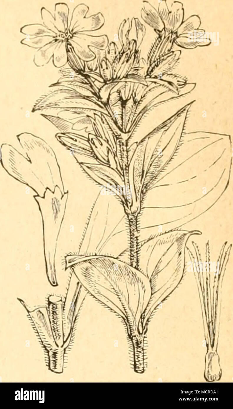 . Lychnis dioica. b. Falte r. 4. Mamestra saponariae, 0. (Vergl, Dianthus,) 5. Dianthoecia Cueubali, SV. (Siehe Cucubalus.) 6. Dianth. capsincula, Ilh. (Yergl, Di- anthus.) 7. Dianth. perplexa, Hb. — earpo- phaga, Brlili. Die Raupe frisst die Samen von Lychnis dioica und Silene inflata. A. Speyer fand ein Dutzend Raupen an Silene nutans. 8. Dianth. eompta, Hh. (Siehe Dian- thus.) 9. anthus.) 10, folium.) 11. 12. anthus.) 13. raxacum.) 14, Dianth. conspersa, Hb. (Yergl. Di- Orthosia litura. Hb. (Siehe Tri- Xylina exoleta. Hb. (Vei'gl. Genista.) Heliothis dipsacea, Hh. (Siehe Di- Acidalia mutata Stock Photo