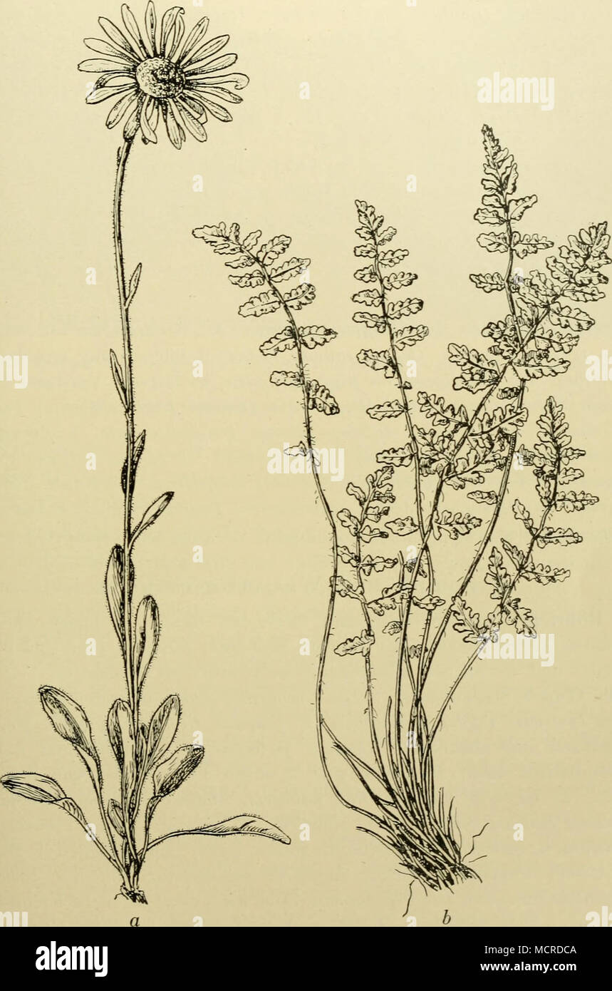 . Abb. 46. Zwei Charakterpflanzen der nordböhmischen Basaltfelsen. a Aster alpinus Subsp. hirsutus. b Woodsia ilvensis. Stock Photo